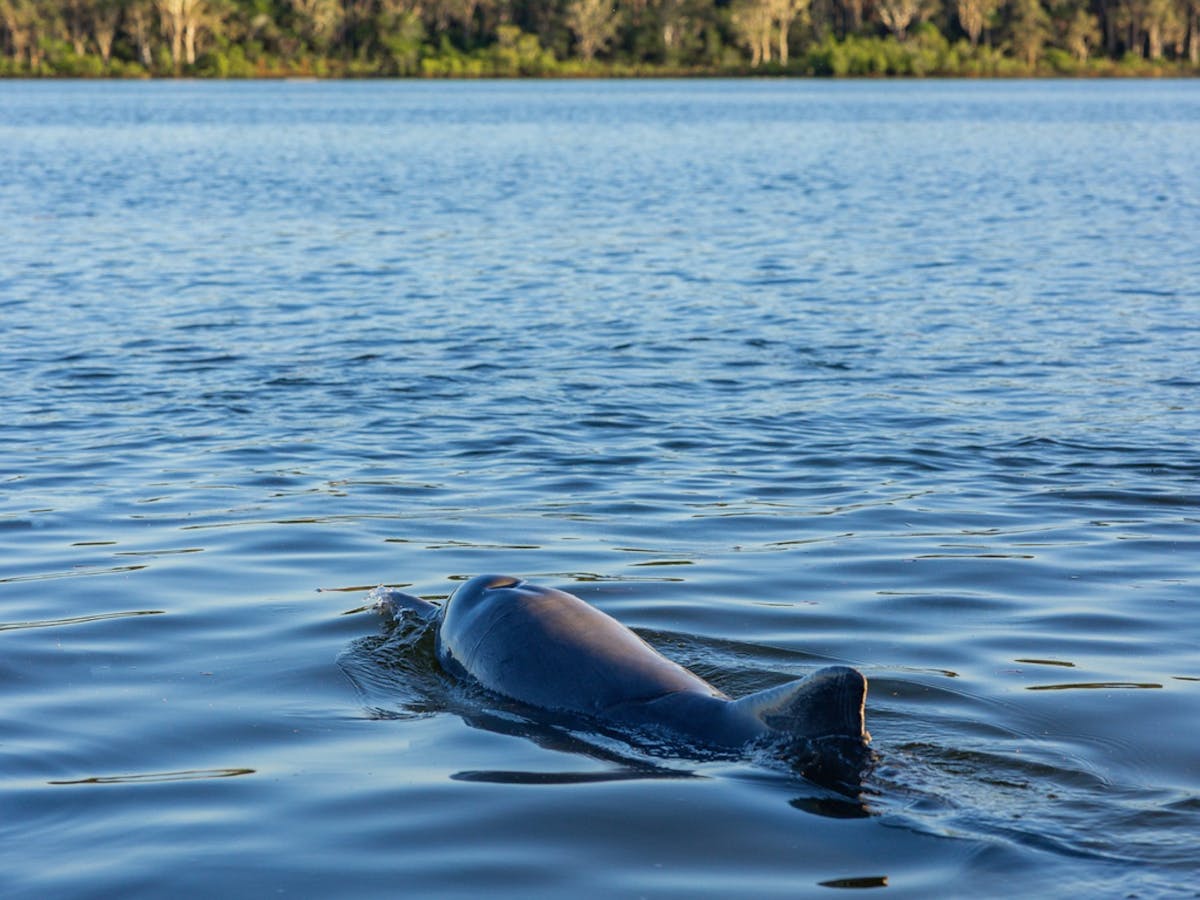 Dolphin in the water