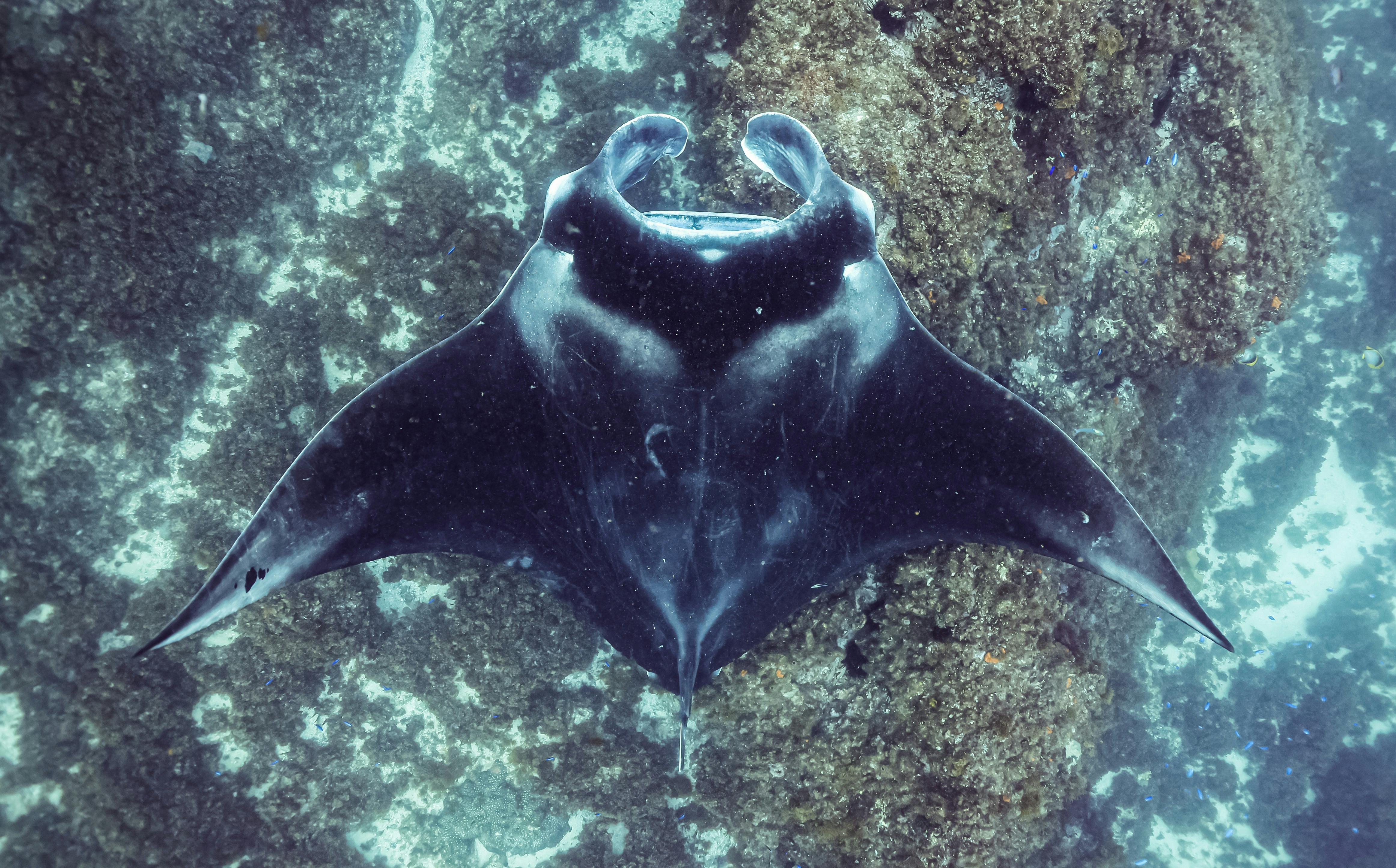 manta at julian rocks