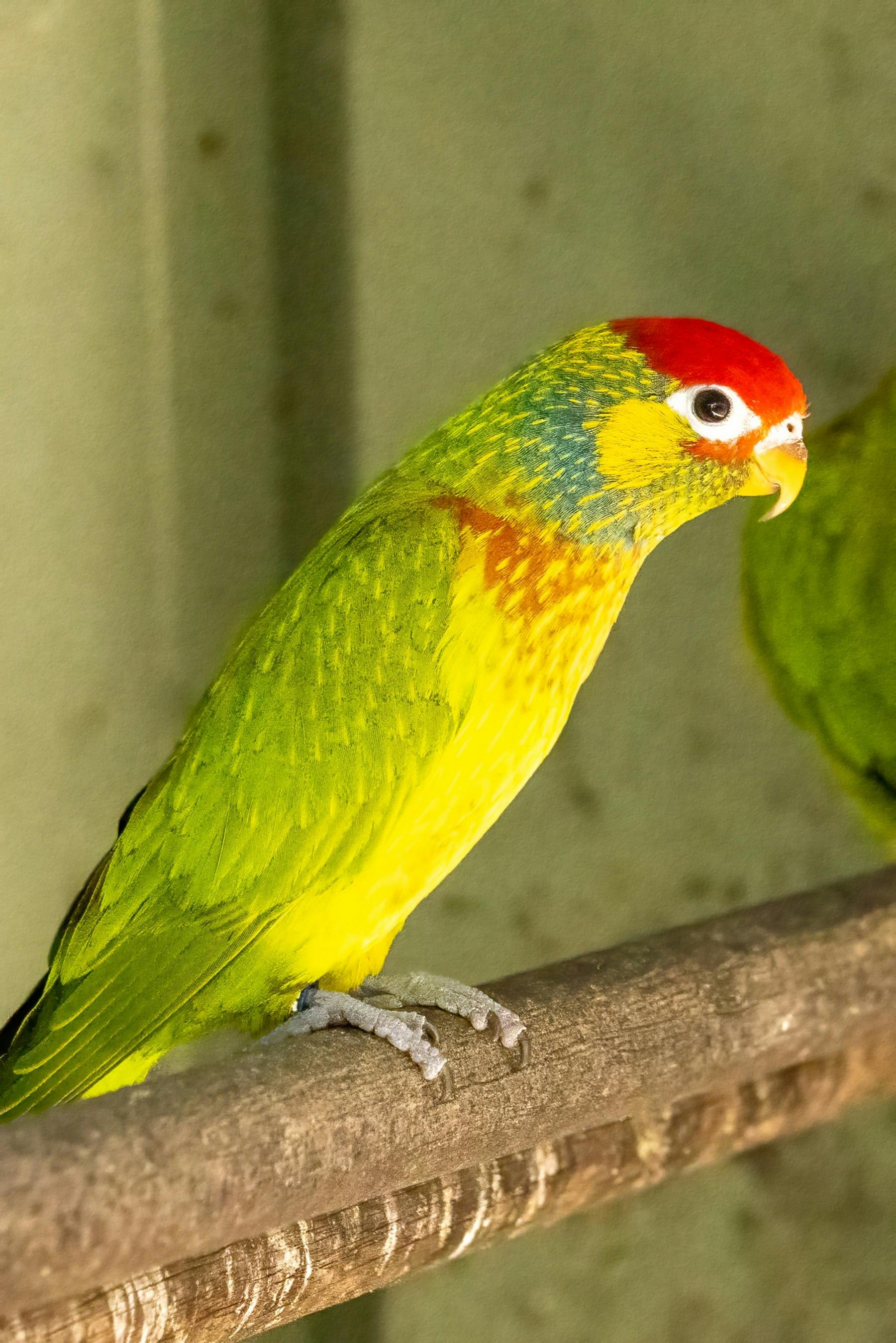 Varied Lorikeet CWIA