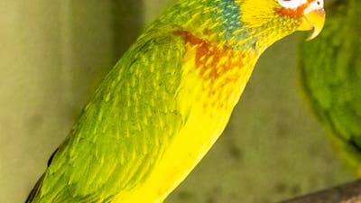 Varied Lorikeet CWIA