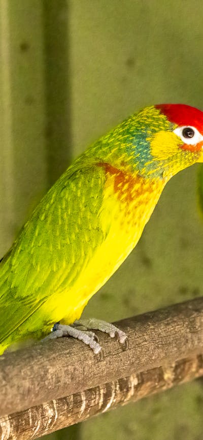 Varied Lorikeet CWIA