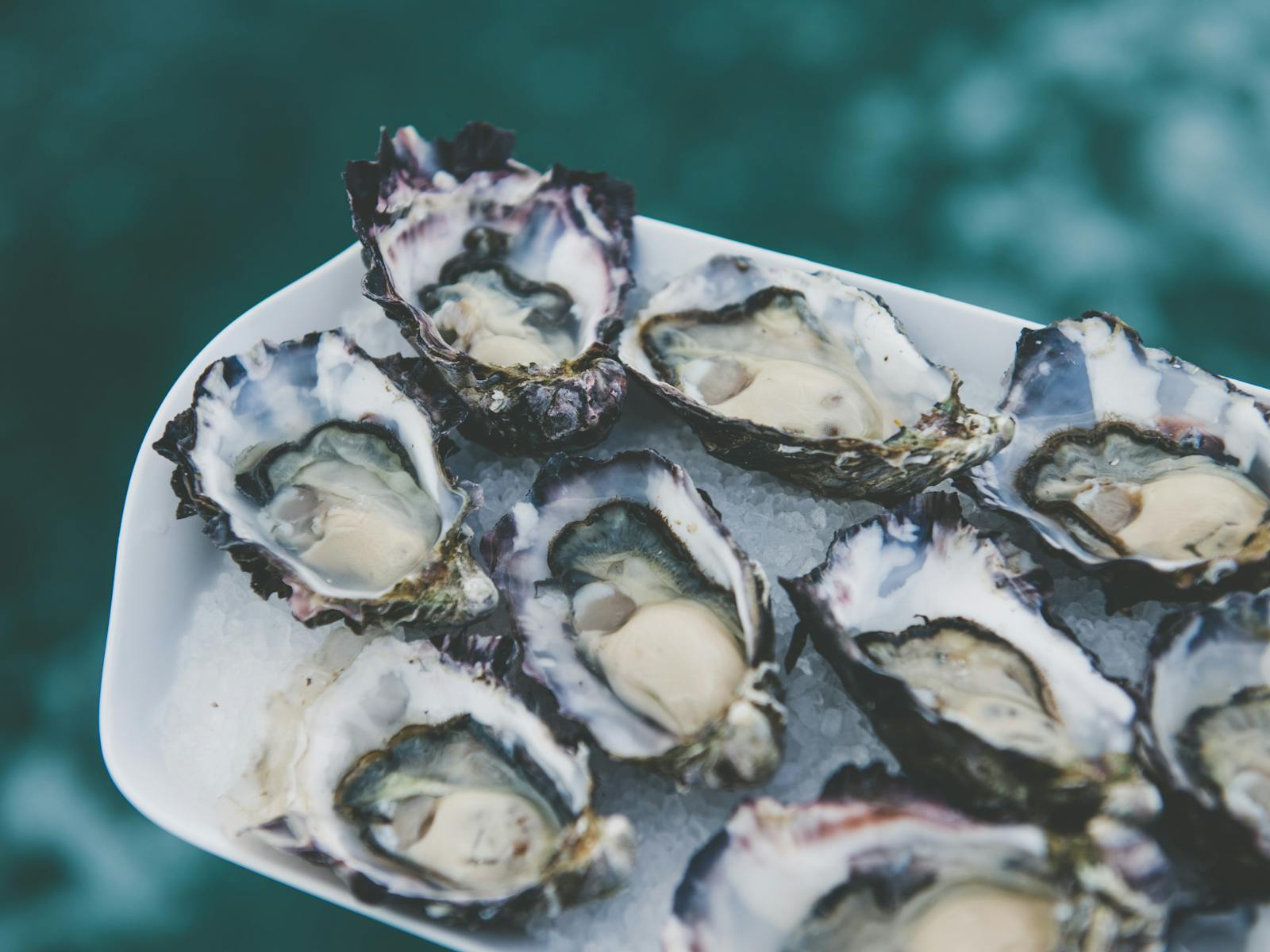 Oysters