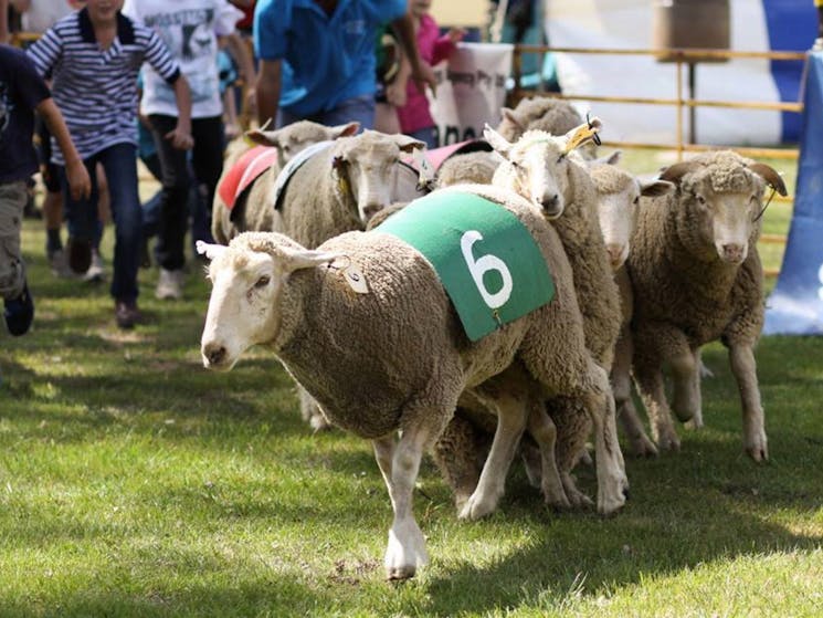 Caragabal Sheep Races