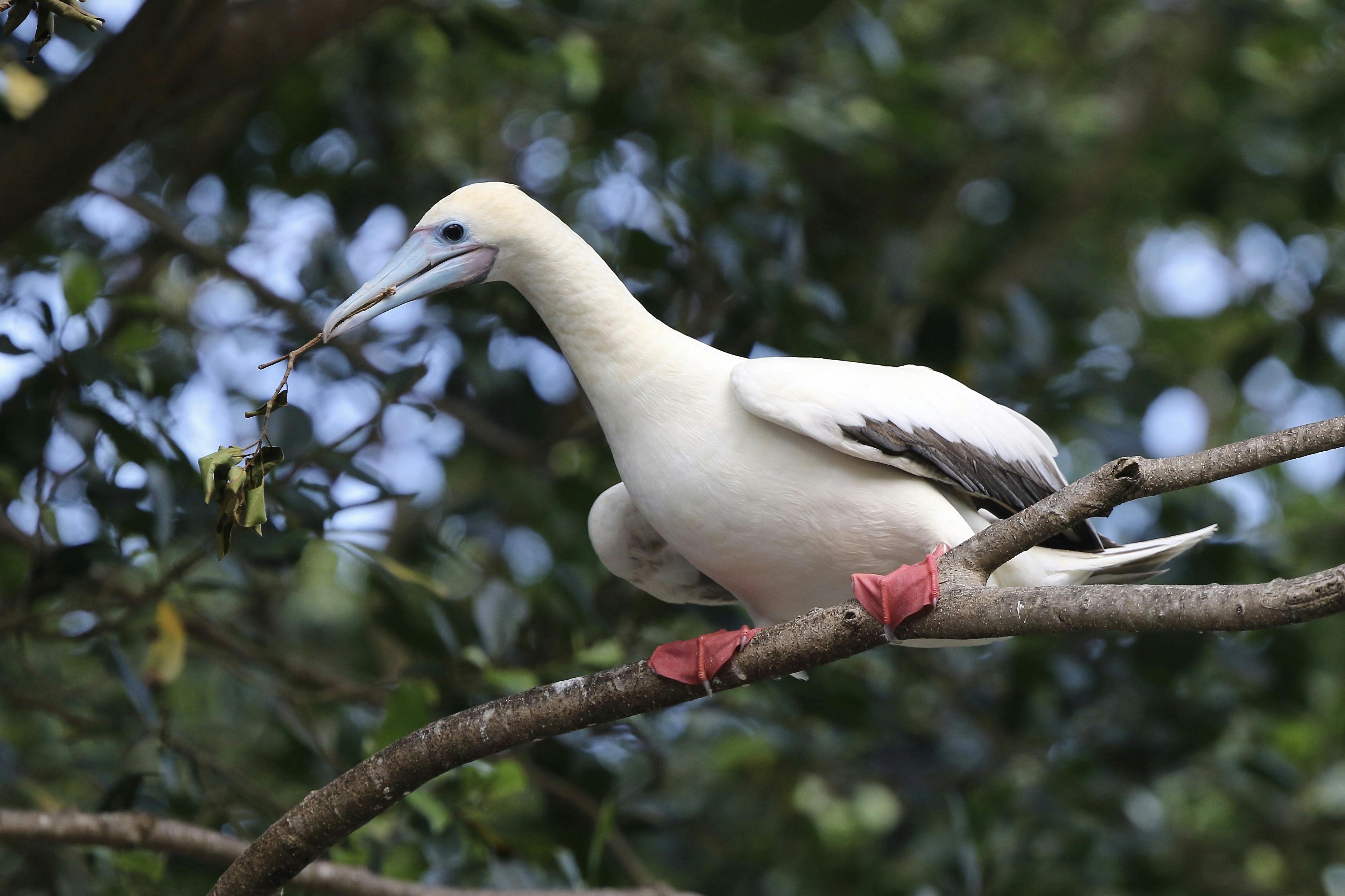 Christmas Island Bird'n'Nature Week