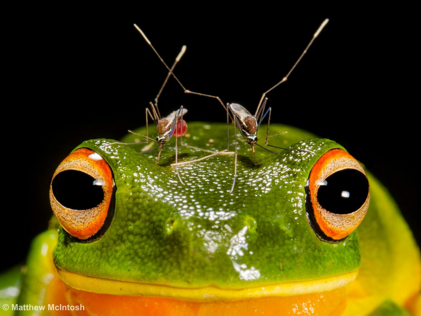 Green frog with two mosquitos on his forehead. Black background.