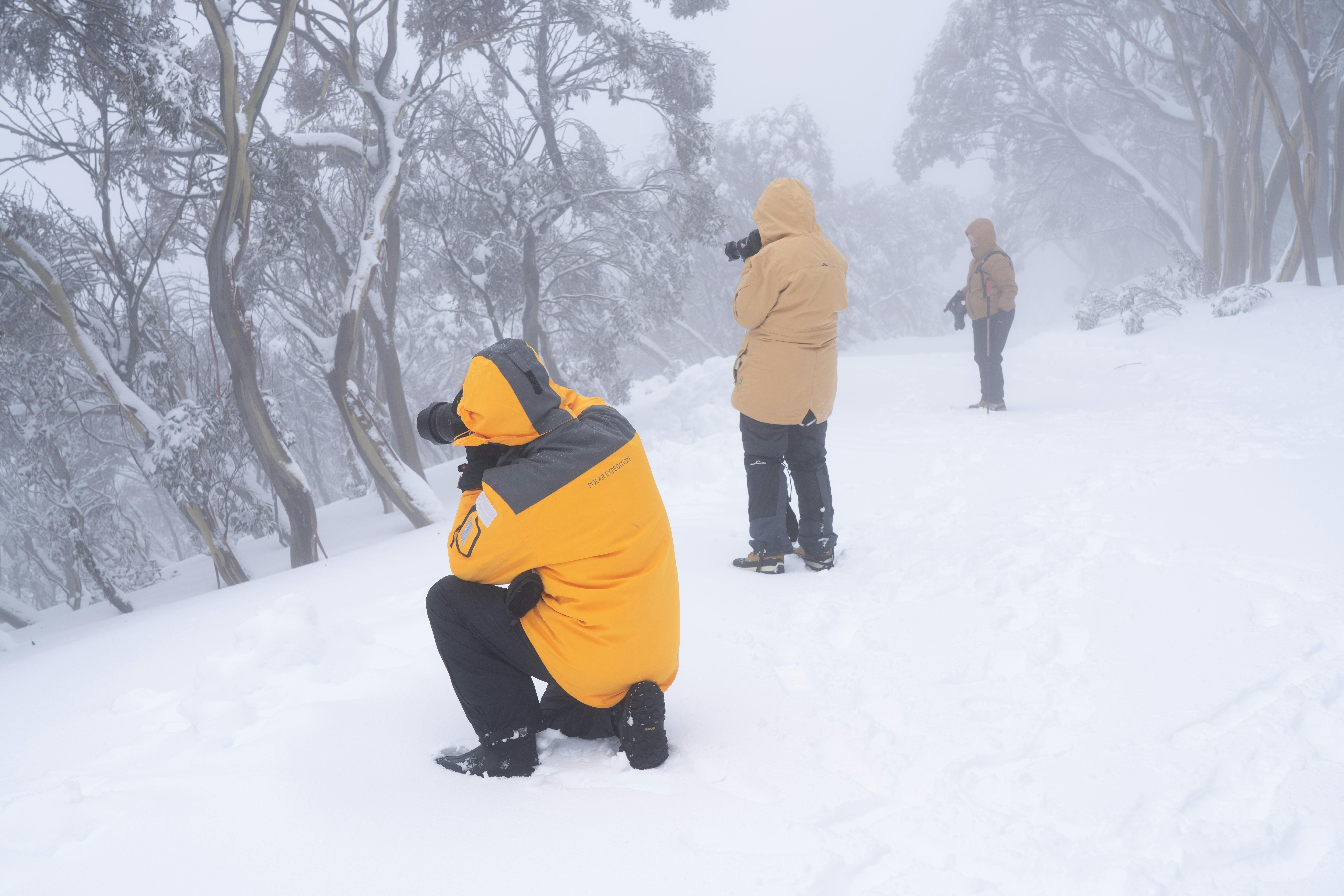 Photographing snow gums