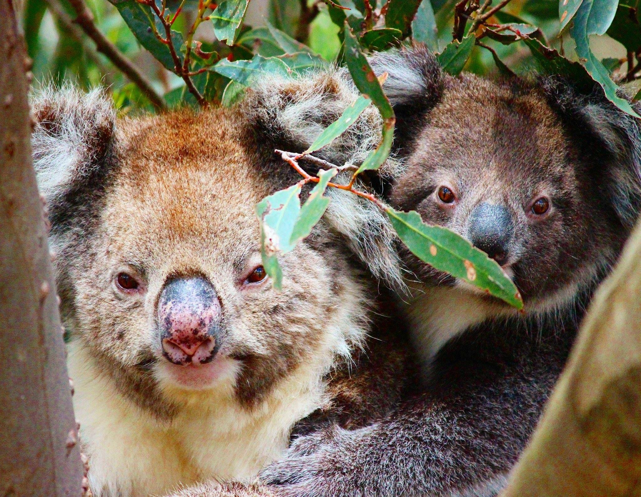 Koala mother and joey