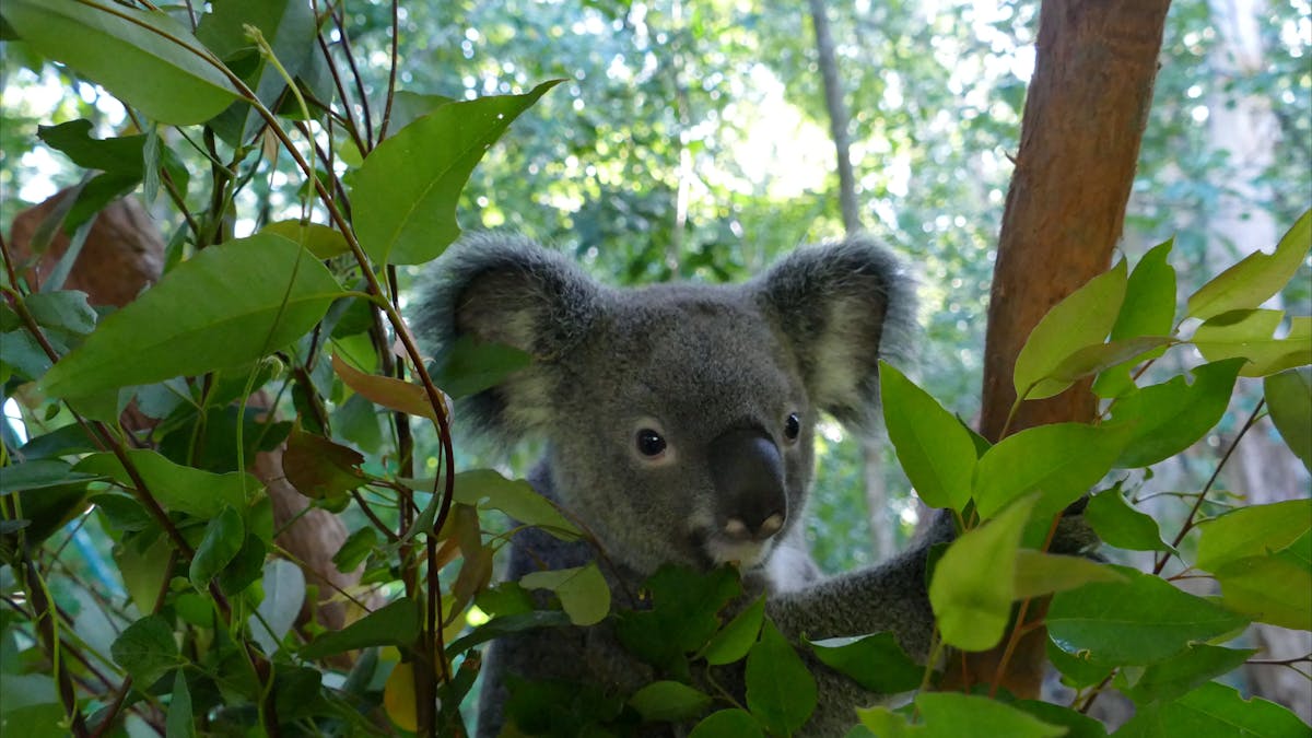 Indigeo one of our many beautiful Koalas at Hartley's Crocodile Adventures