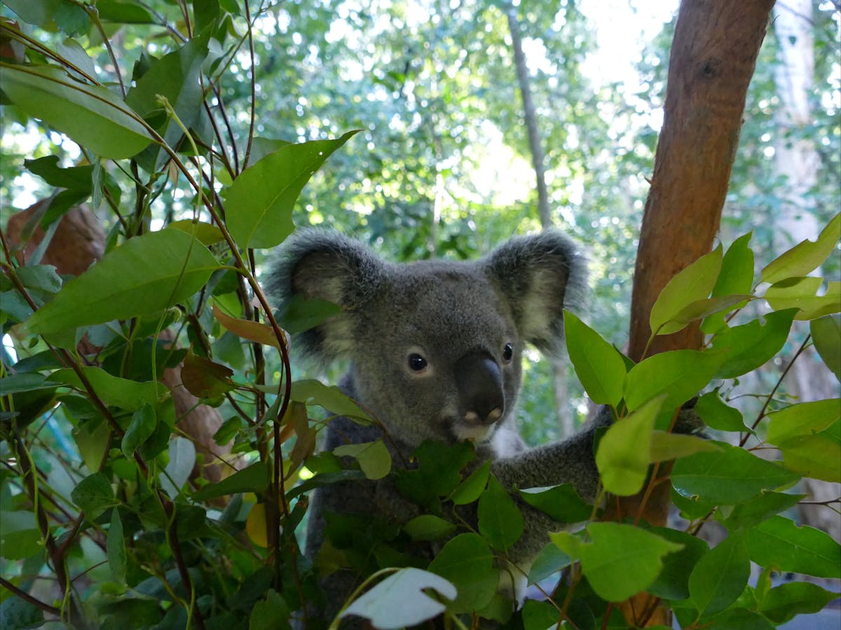 Indigeo one of our many beautiful Koalas at Hartley's Crocodile Adventures