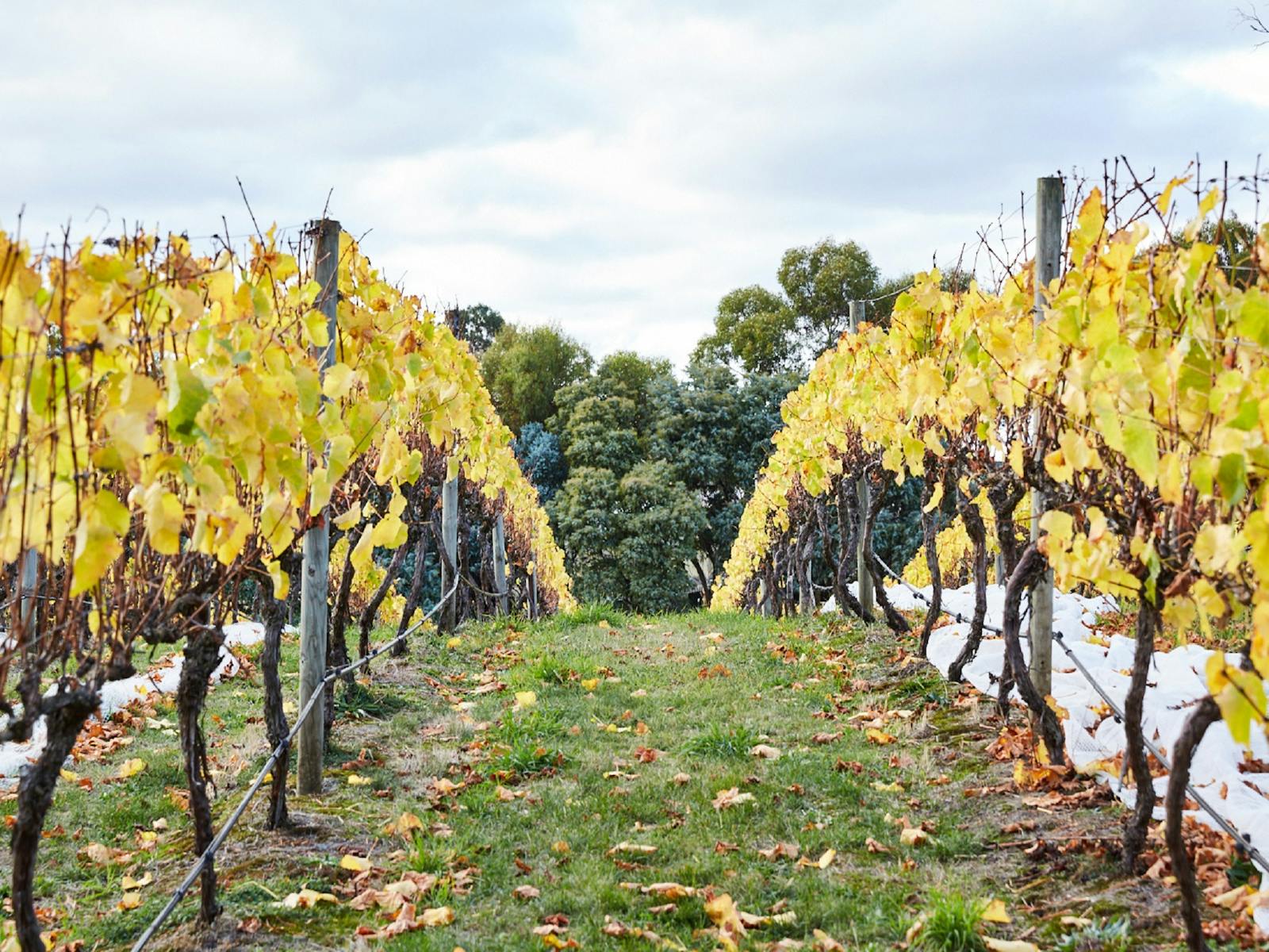Wine tasting tour in Hobart, Tasmanian single vineyard, only 2 acres with 7 Varieties. StelaVino