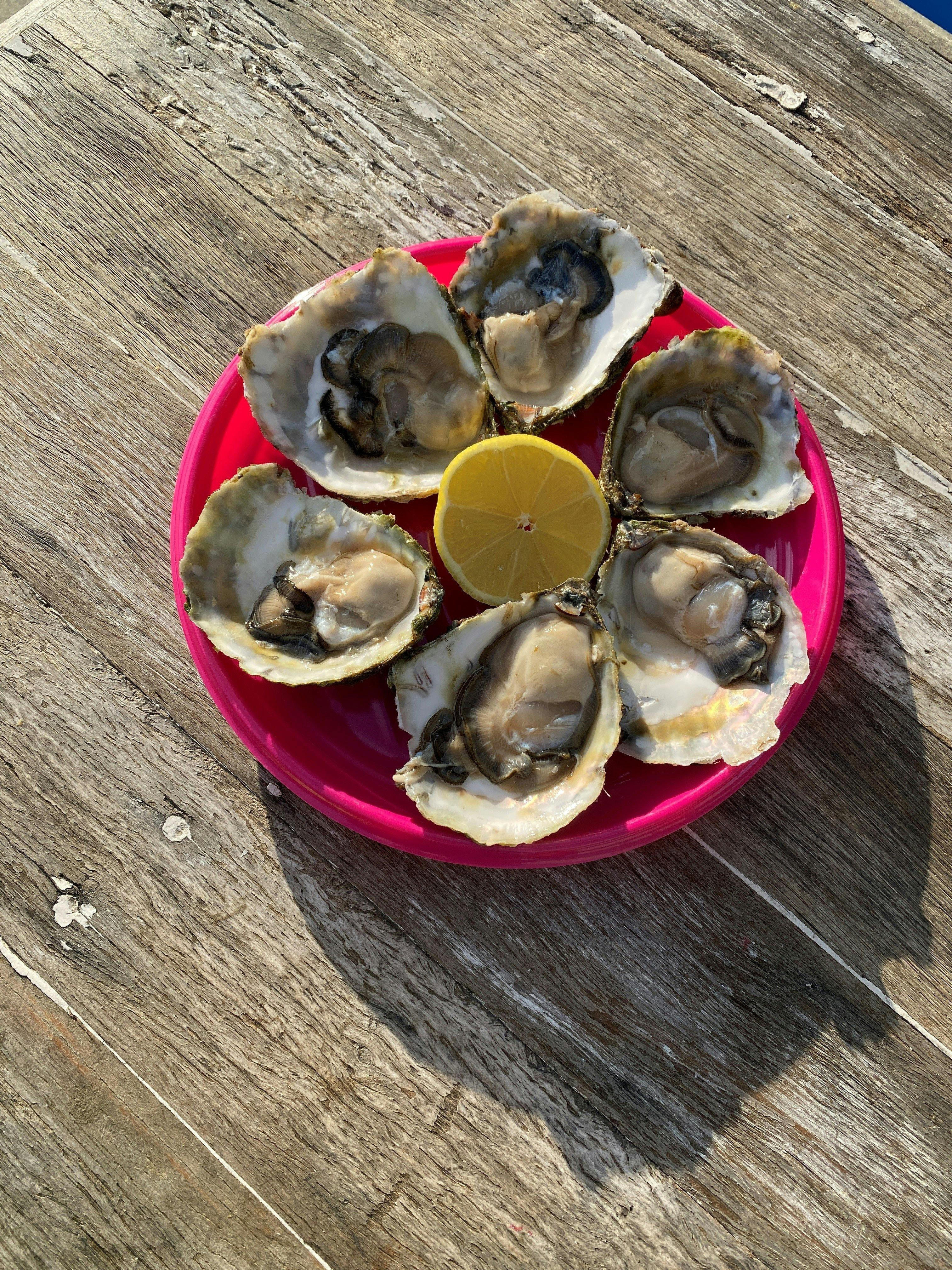 Native Oyster of Tas