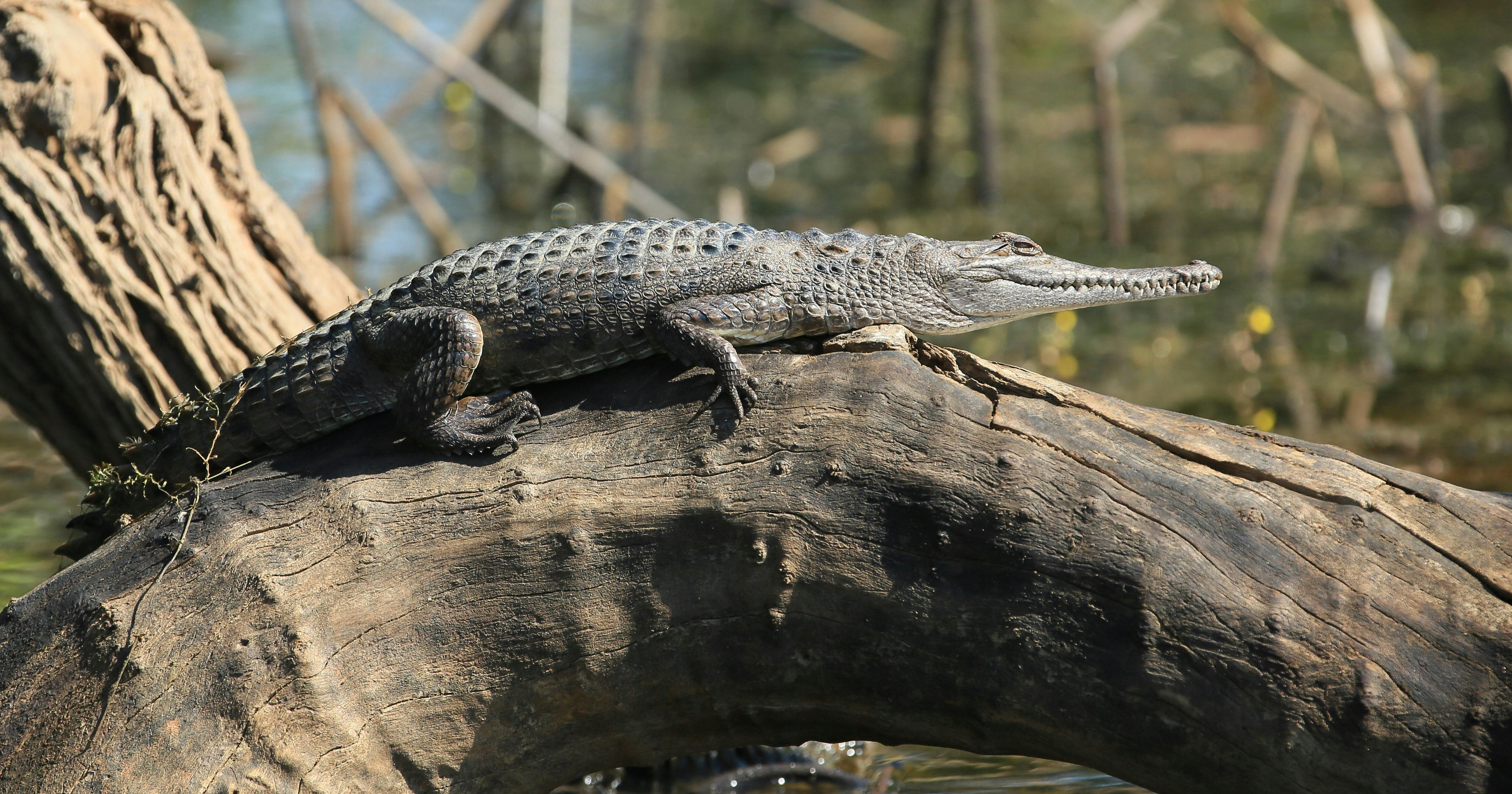 FRESH WATER CROC