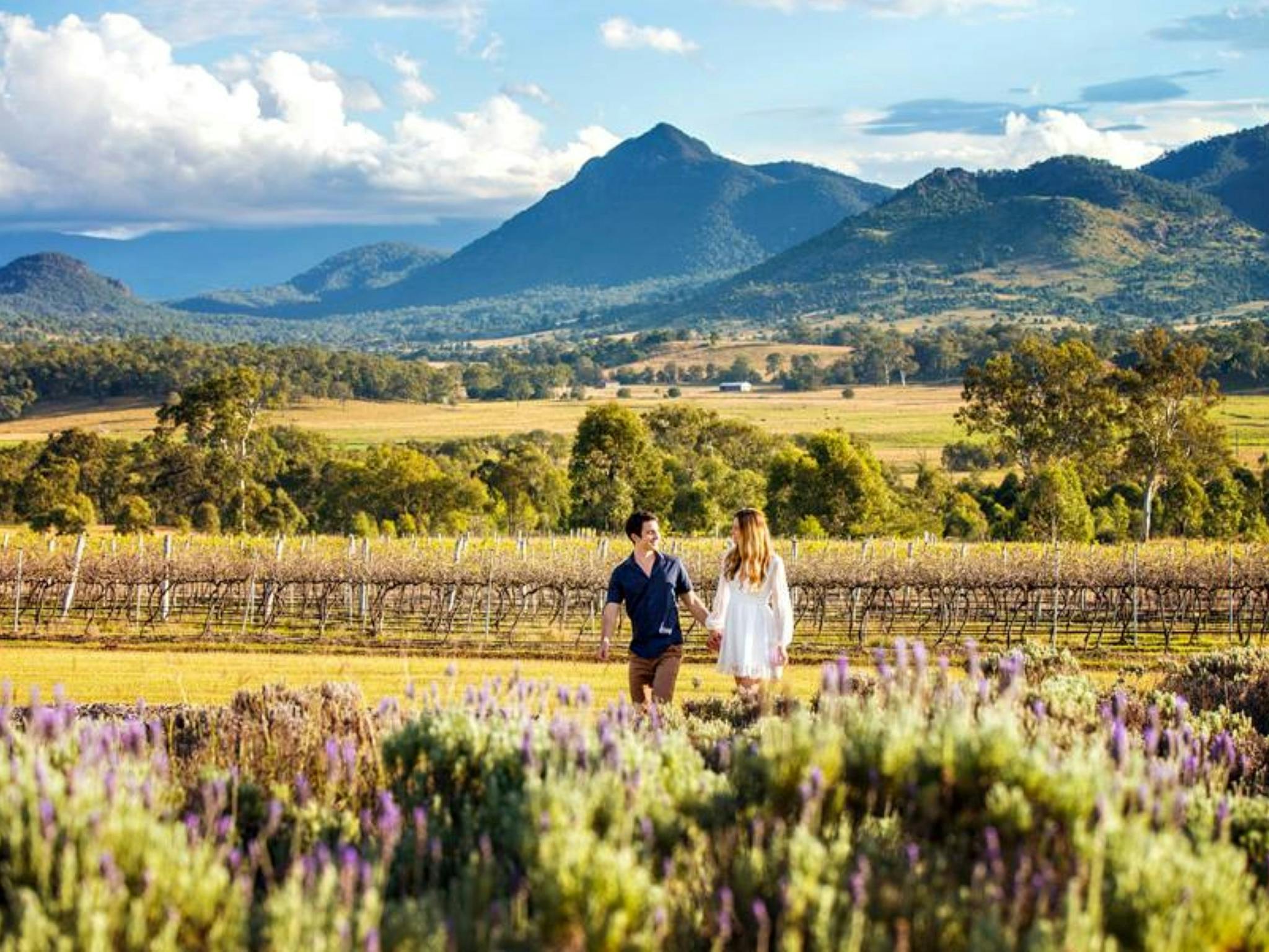 A couple walk through a lavender field with mountains behind A couple walk through a lavender field with mountains behind