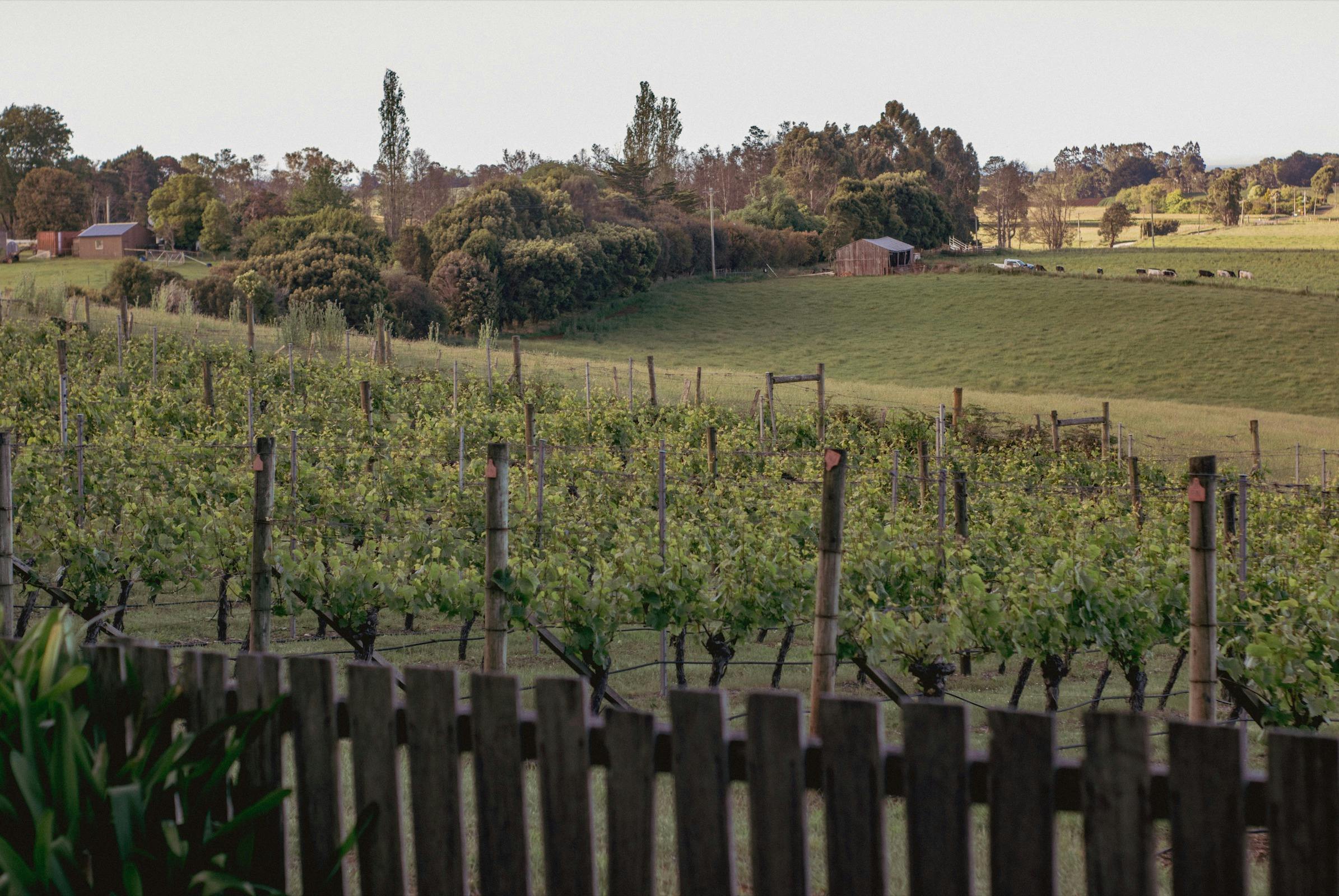 photo of grapevines covered in green leaves