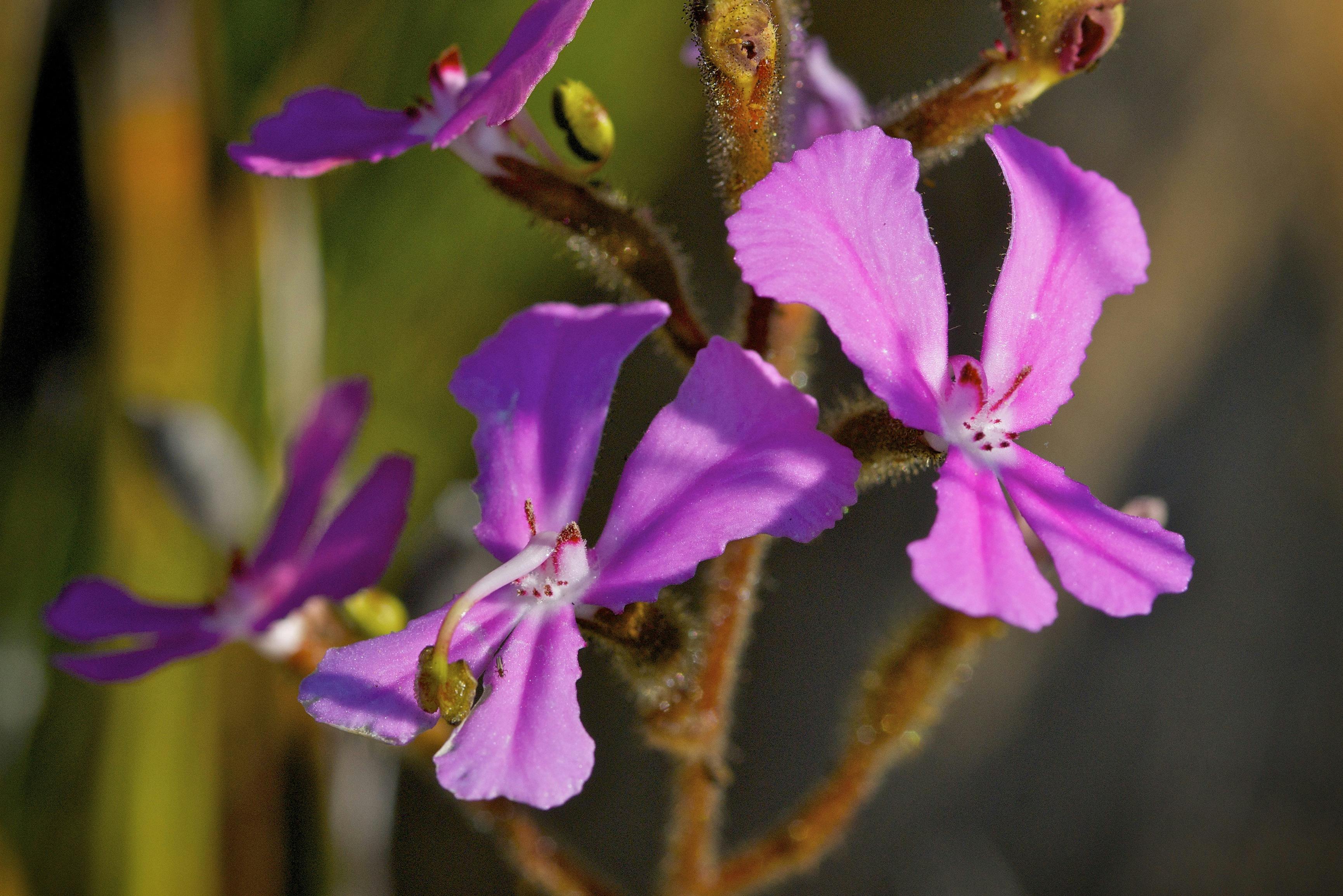 Triggerplant found in Australia's Golden Outback, Western Australia