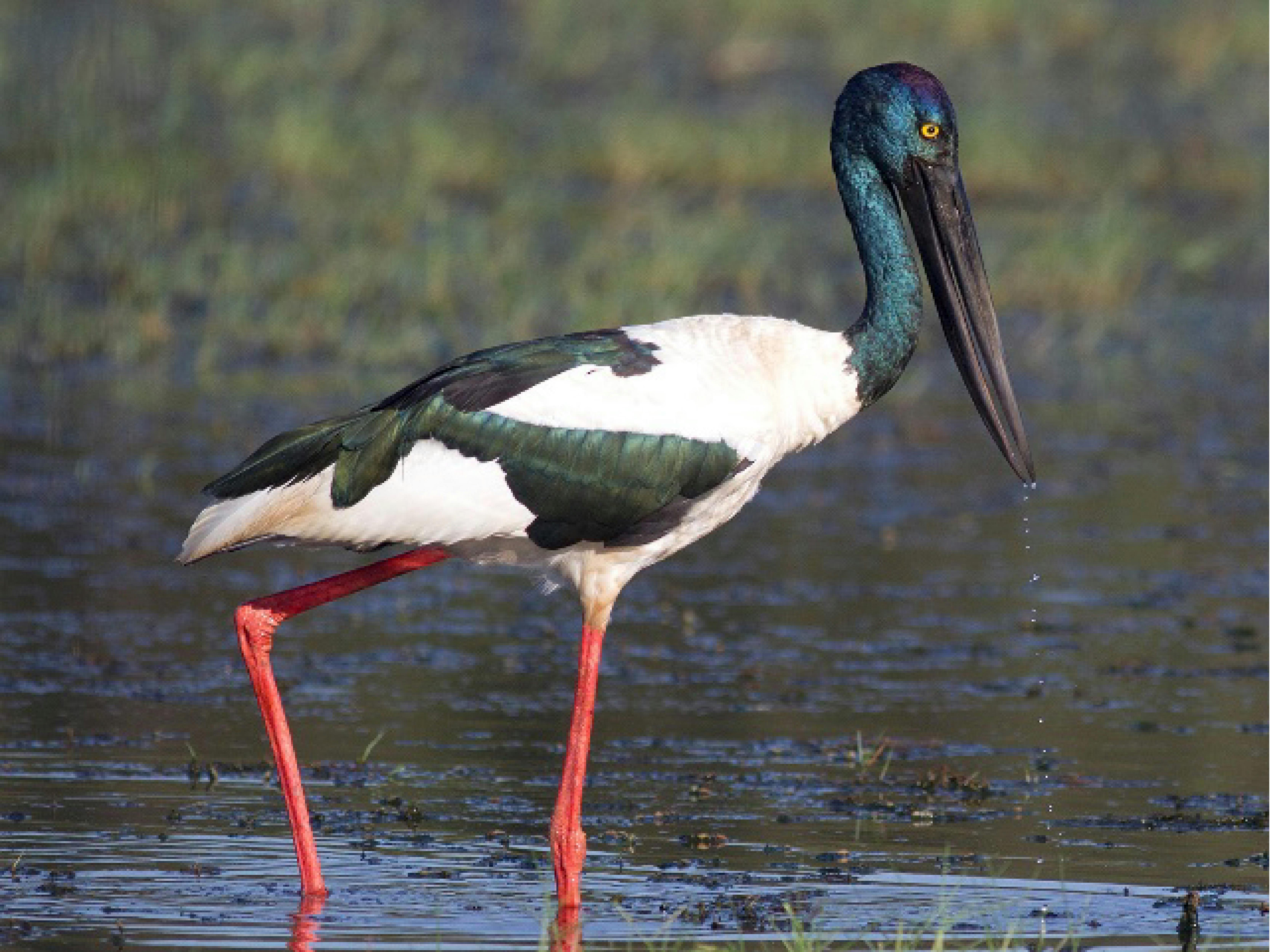 Jabiru in the Jabiru Geneebeinga Wetlands