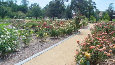 Victoria Park Rose Garden