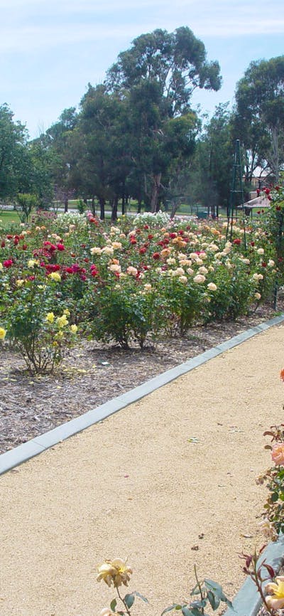 Victoria Park Rose Garden