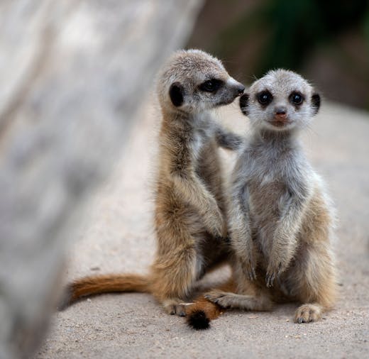 Meerkat Encounter at Adelaide Zoo