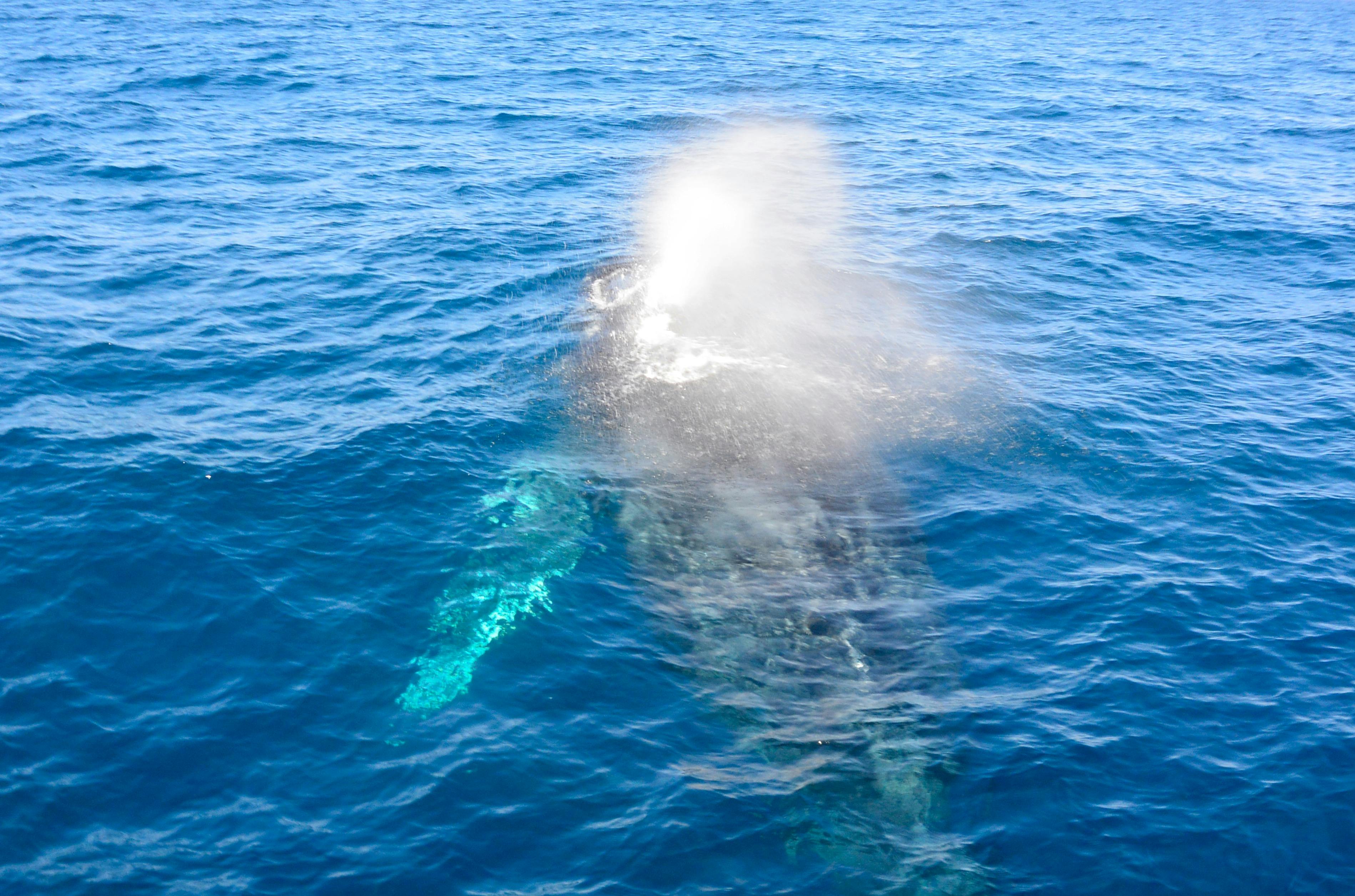 Humpback Whales