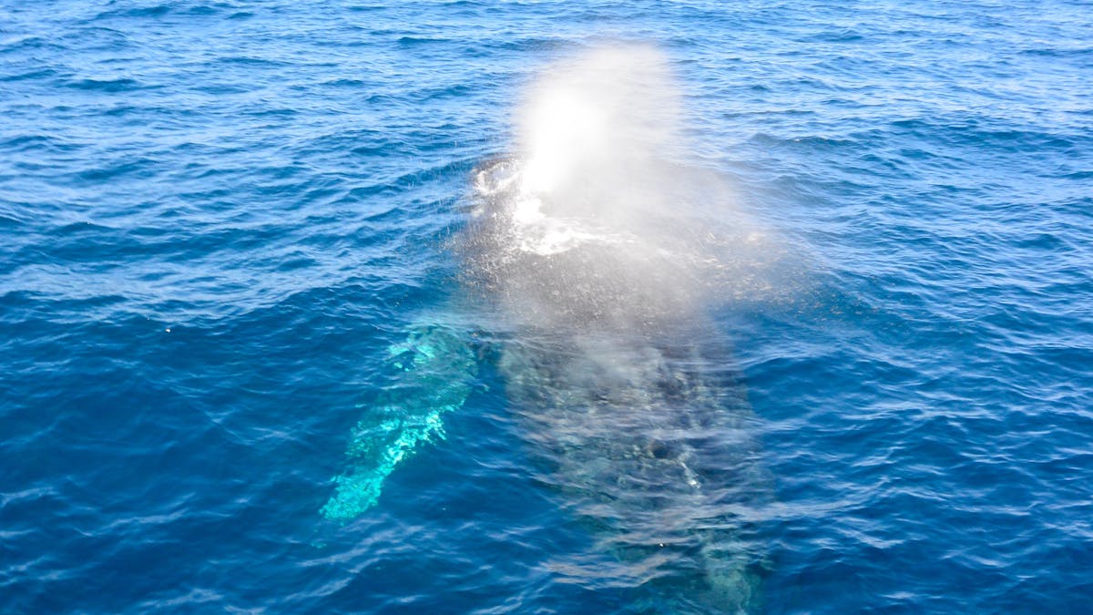 Humpback Whales Humpback Whales