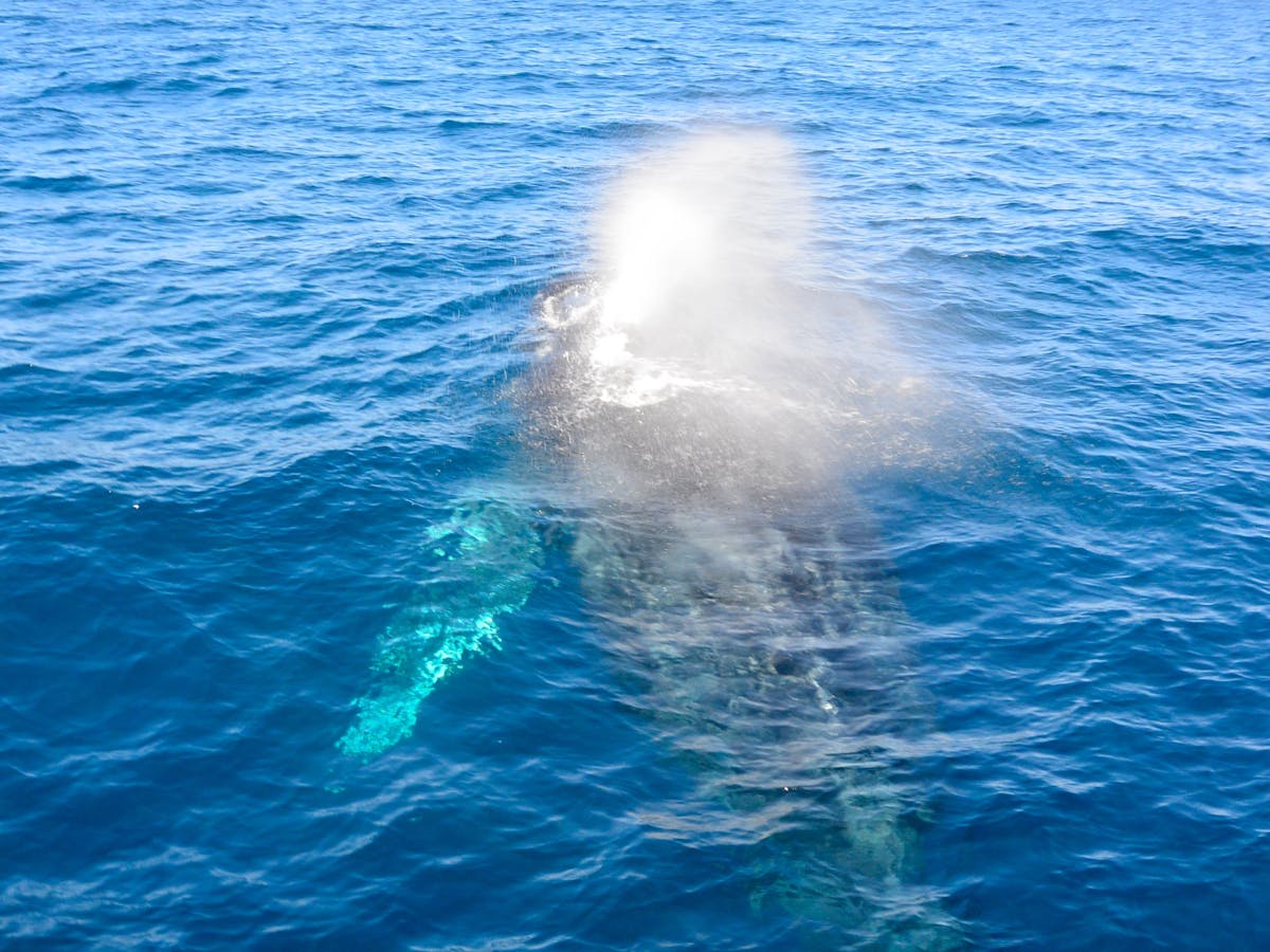 Humpback Whales