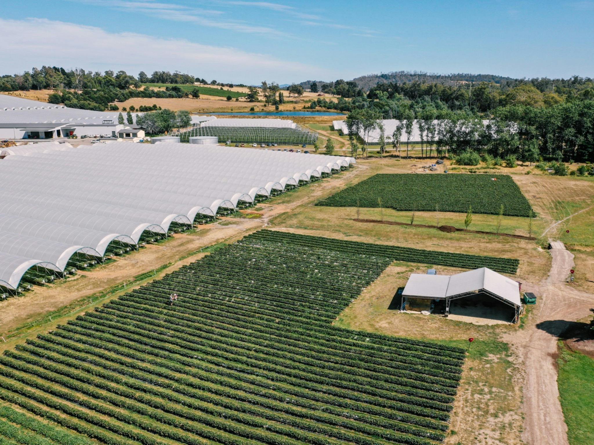 Overhead view of our berry farm.