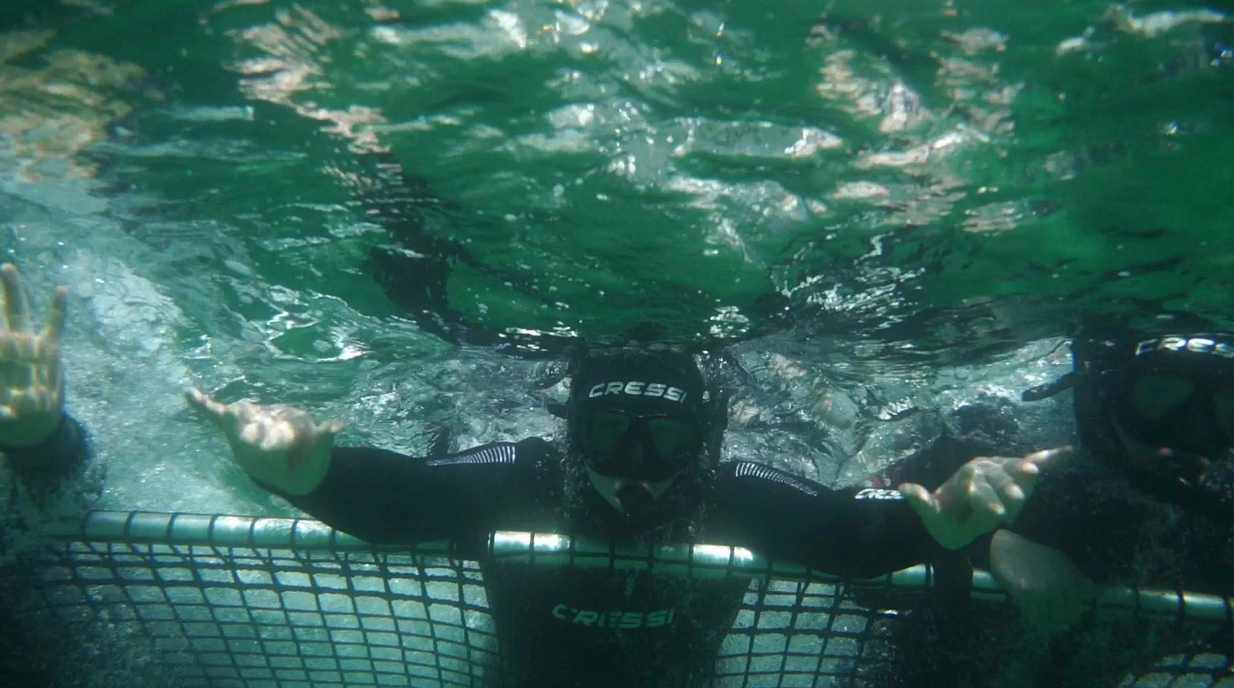 Sunset Charters Dolphin Swim Tour front net view