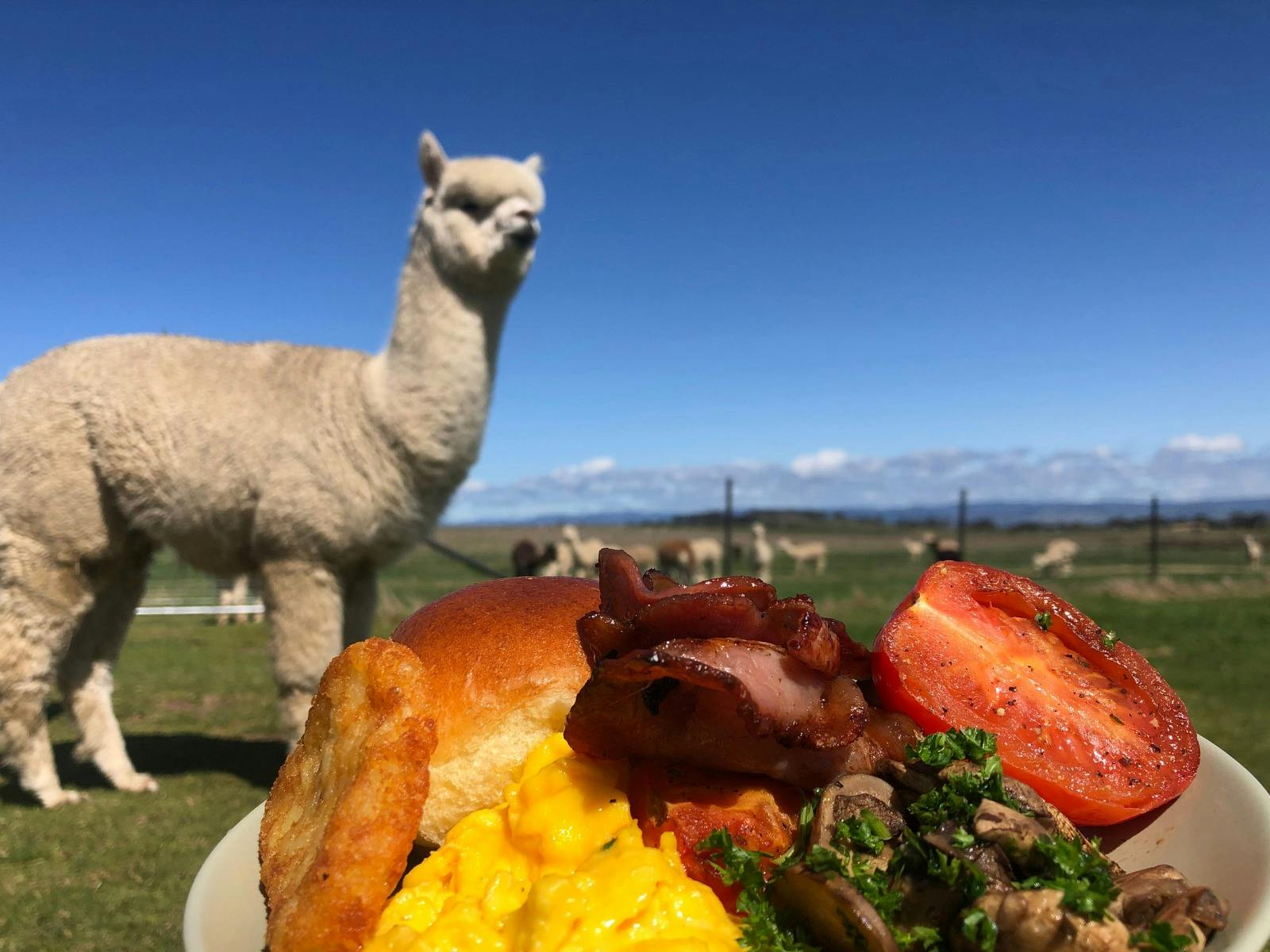 Brunch With The Bunch