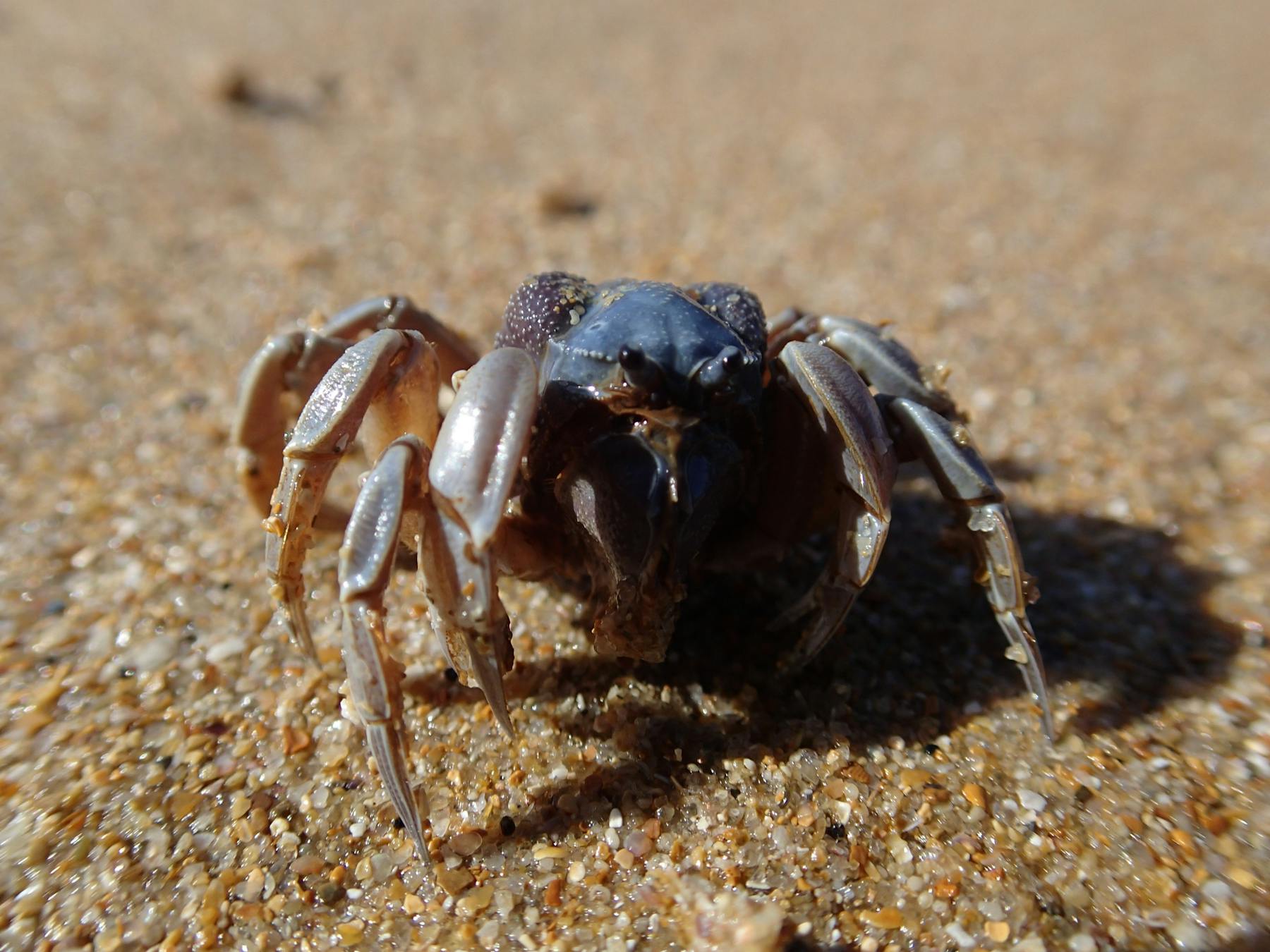 Soldier crab at Screw Creek entrance