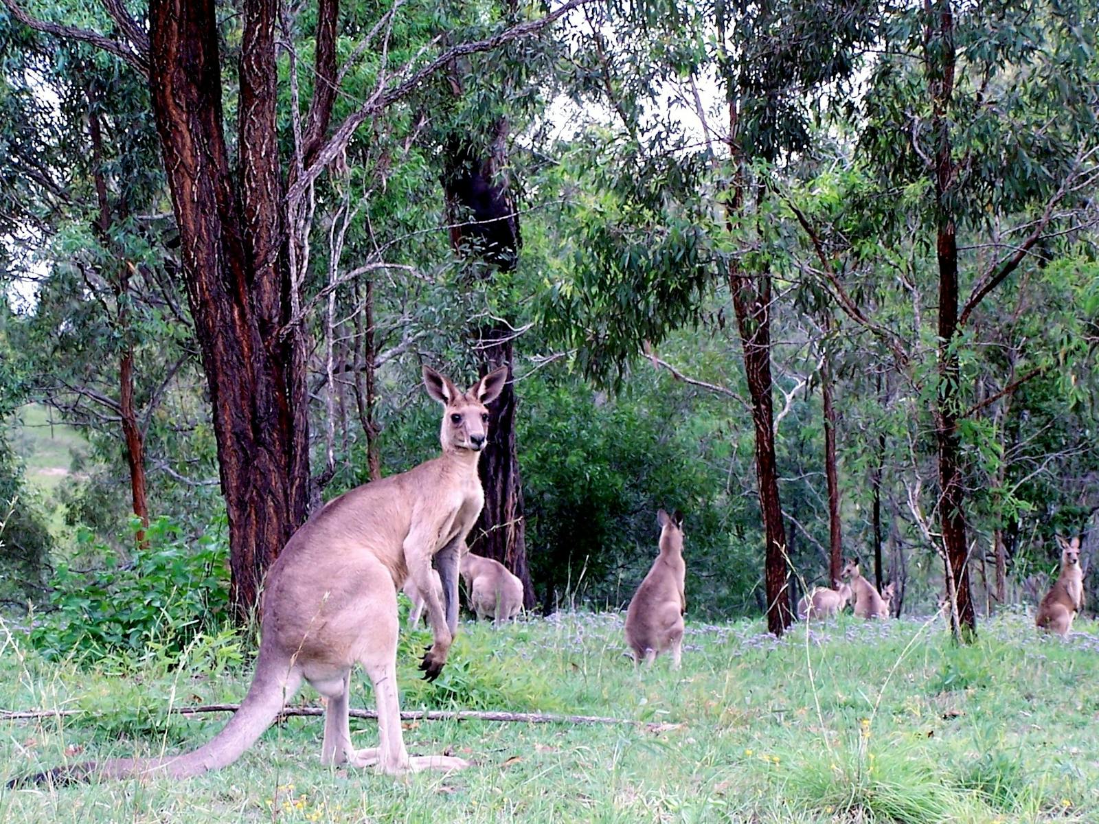 Kangaroos Kangaroos