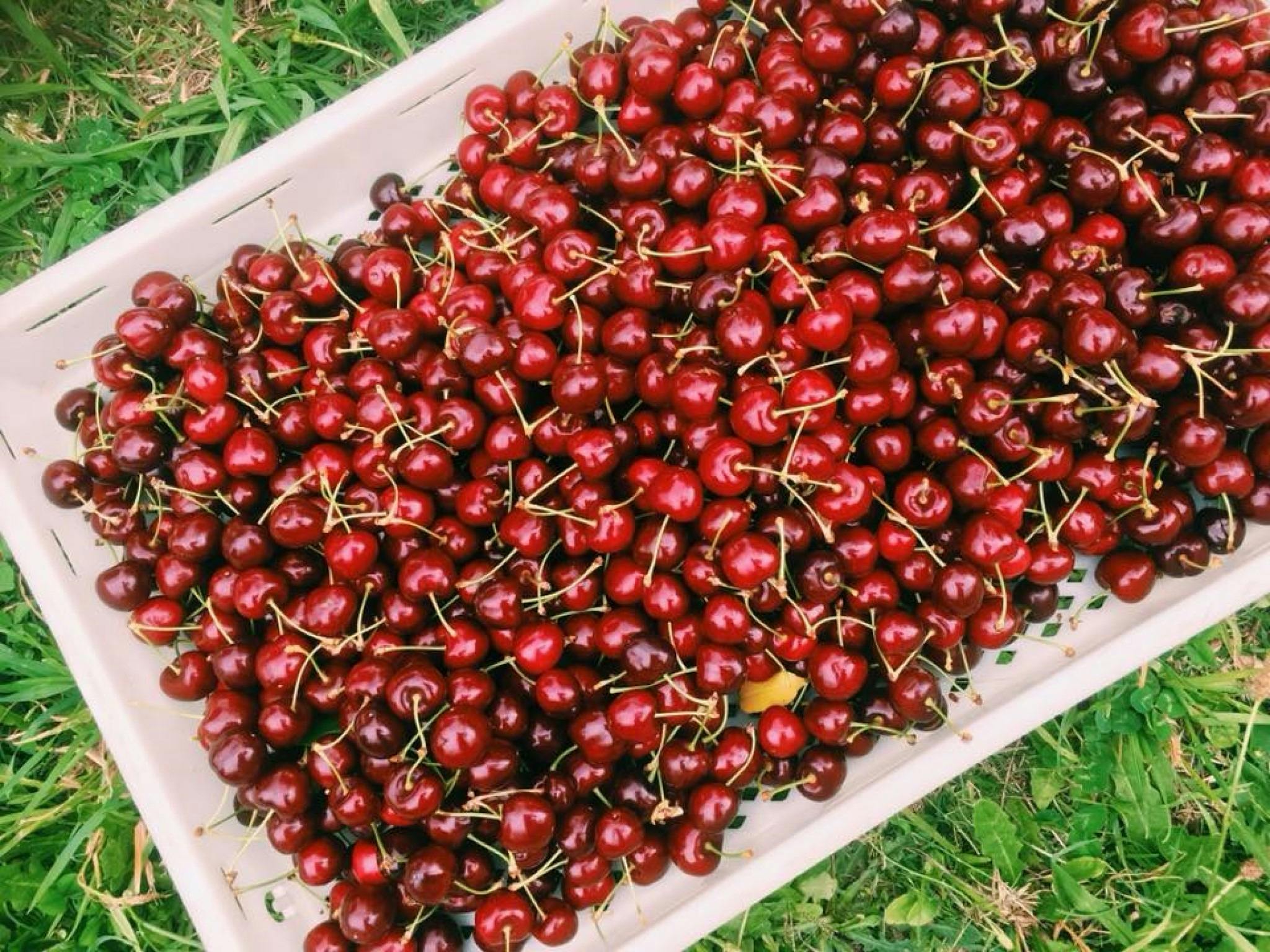 Our cherries are available late Nov to Dec