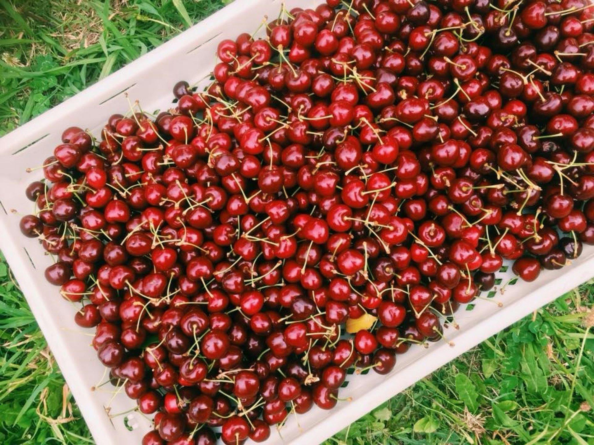 Our cherries are available late Nov to Dec