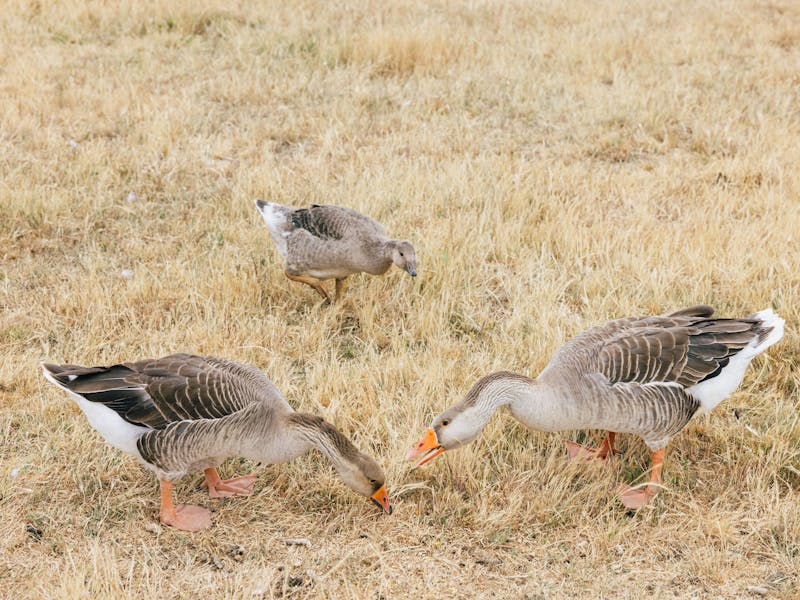 Image for Tiny Tails Farm Stay