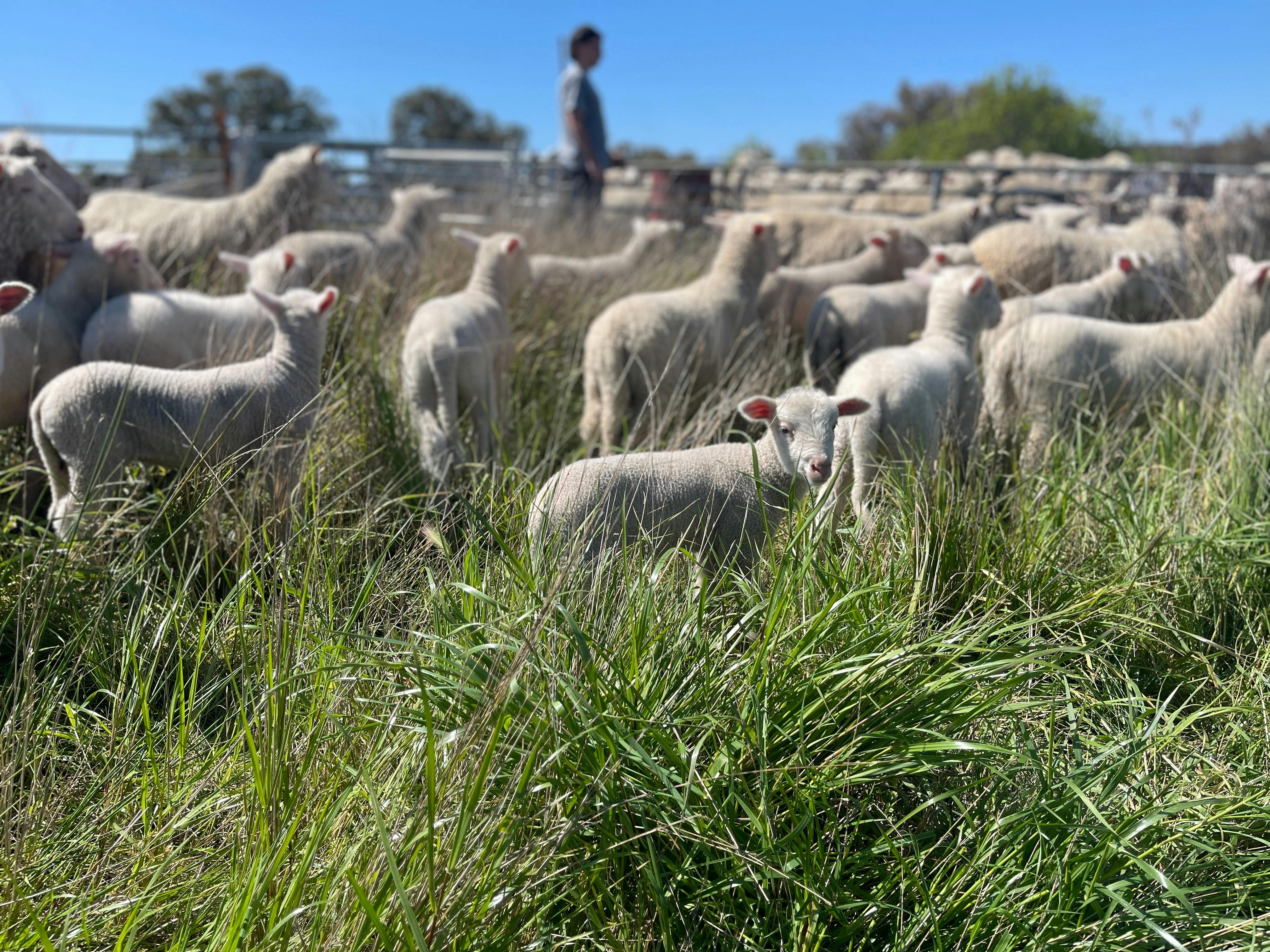 Caring for the sheep at Art Shack at Wilgabah