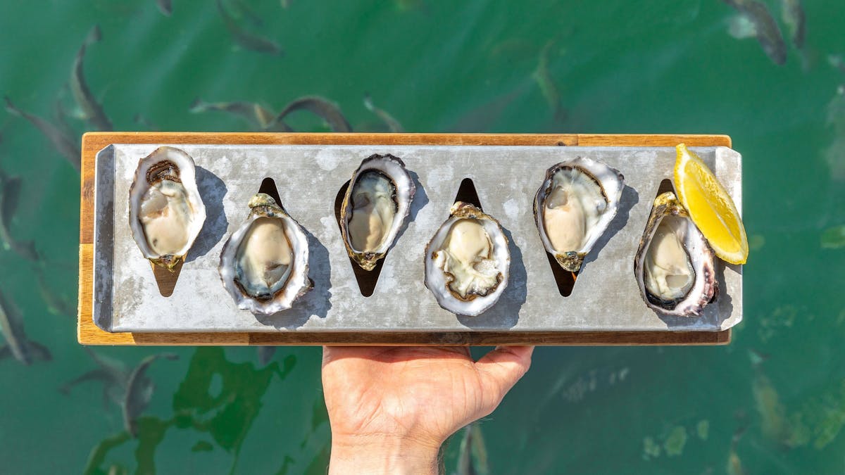 6 oysters being held over water with fish visible