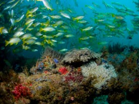 Dive Ningaloo
