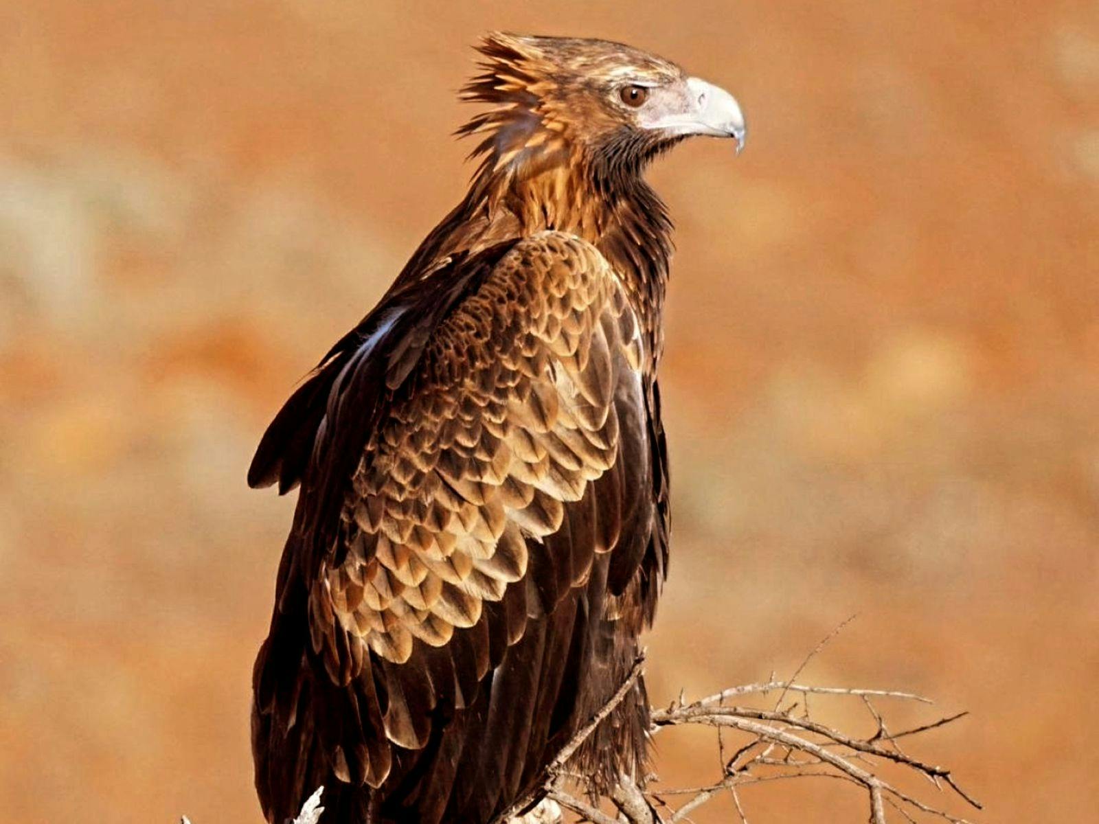 Flinders Ranges and Clare Valley Bike Tour