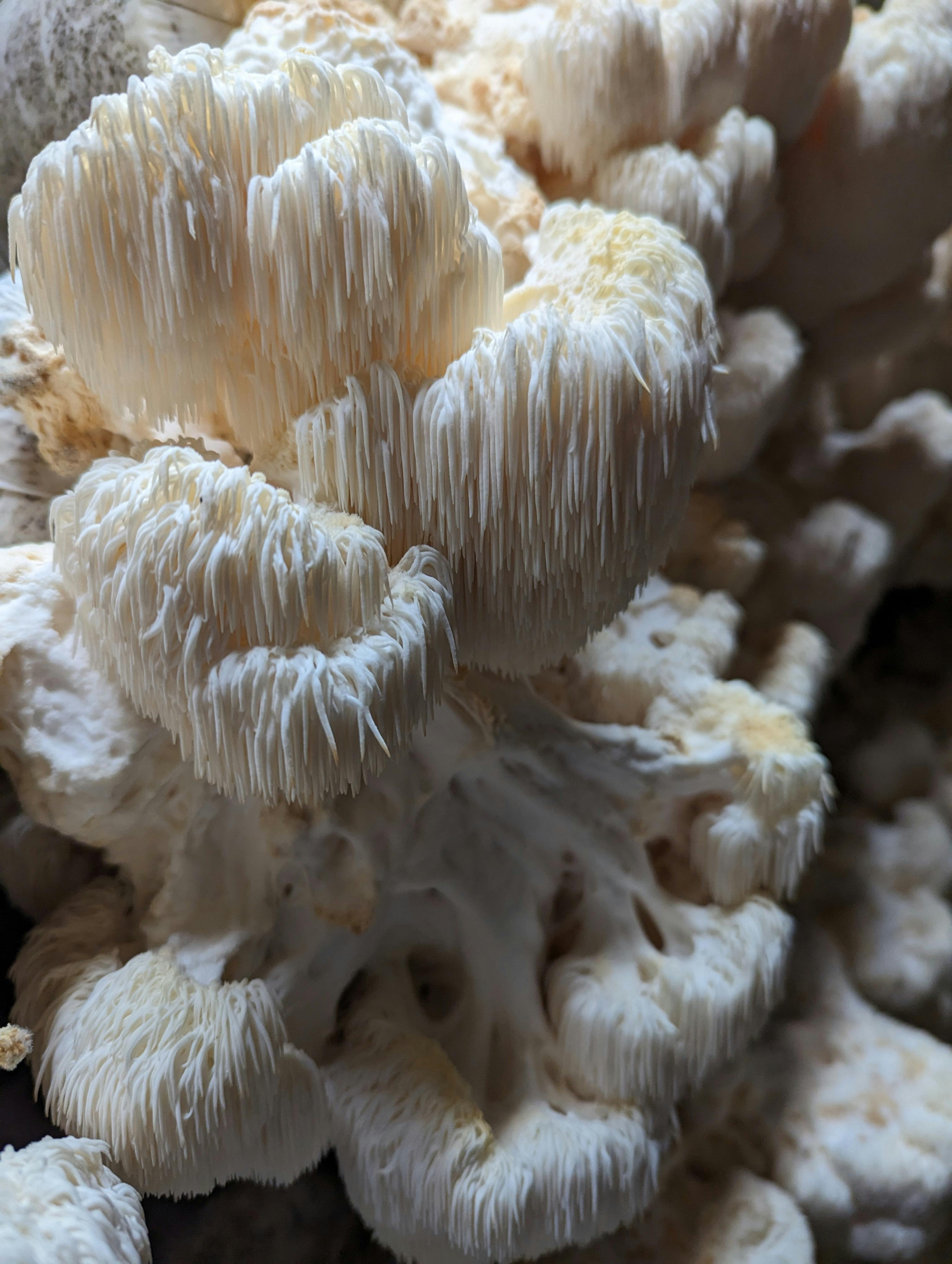 Boost your brain with lions mane