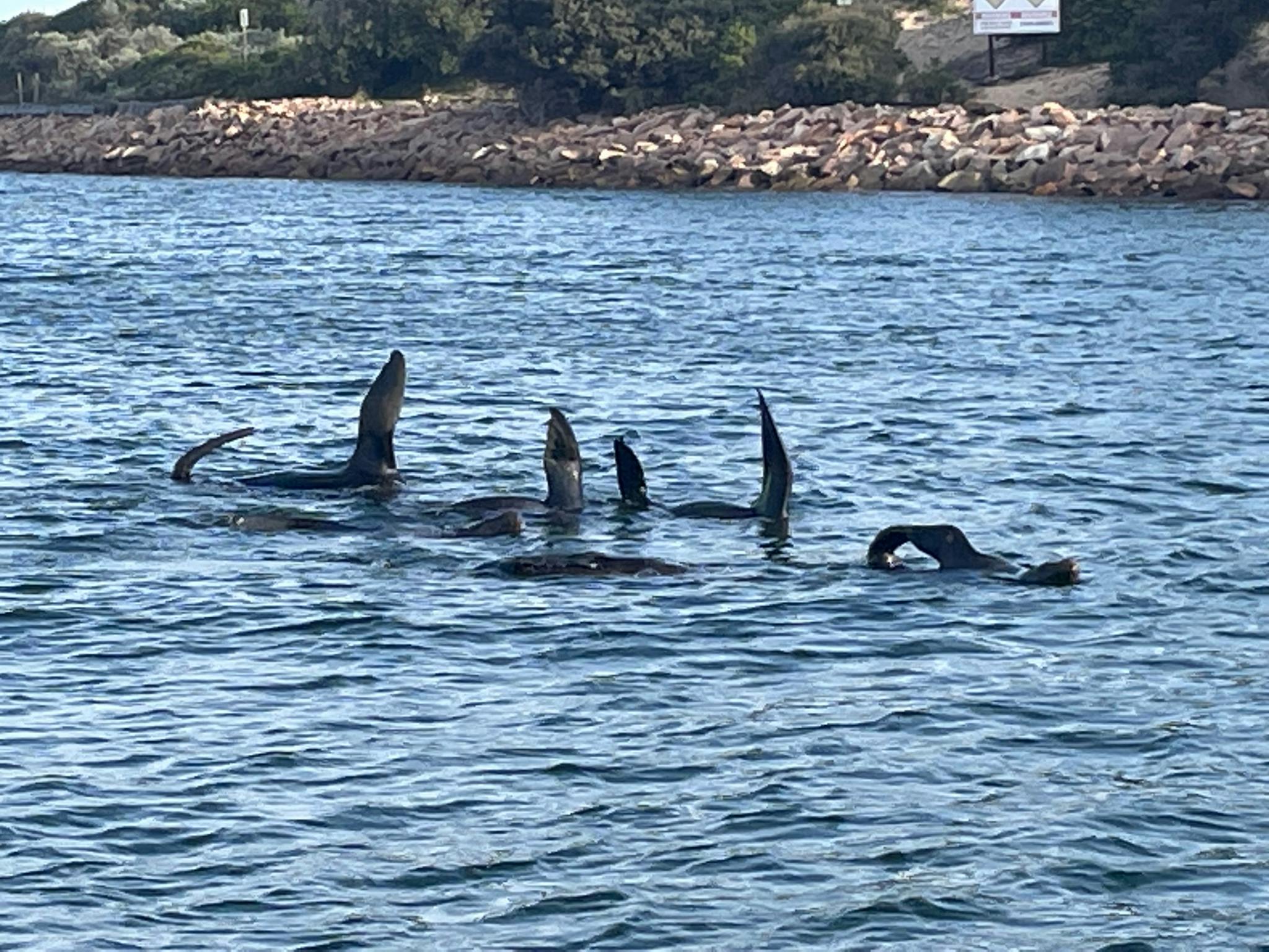 Fur-Seals