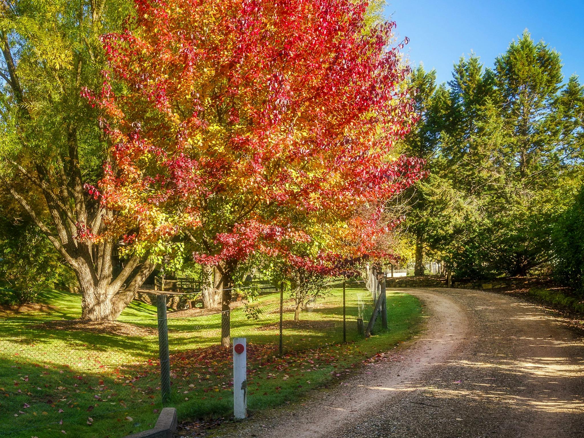 Large gardens with lots of deciduous trees