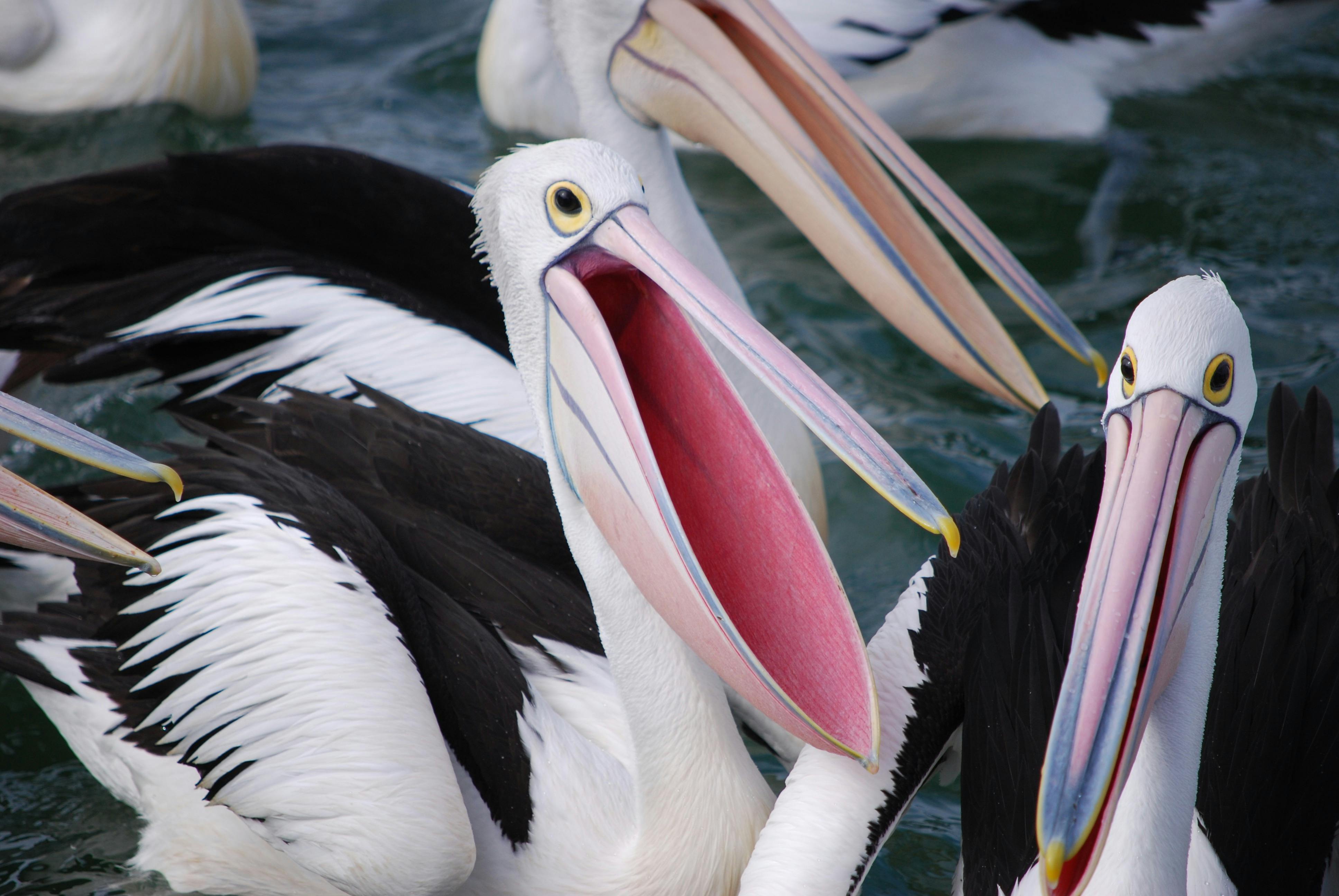 Pelicans