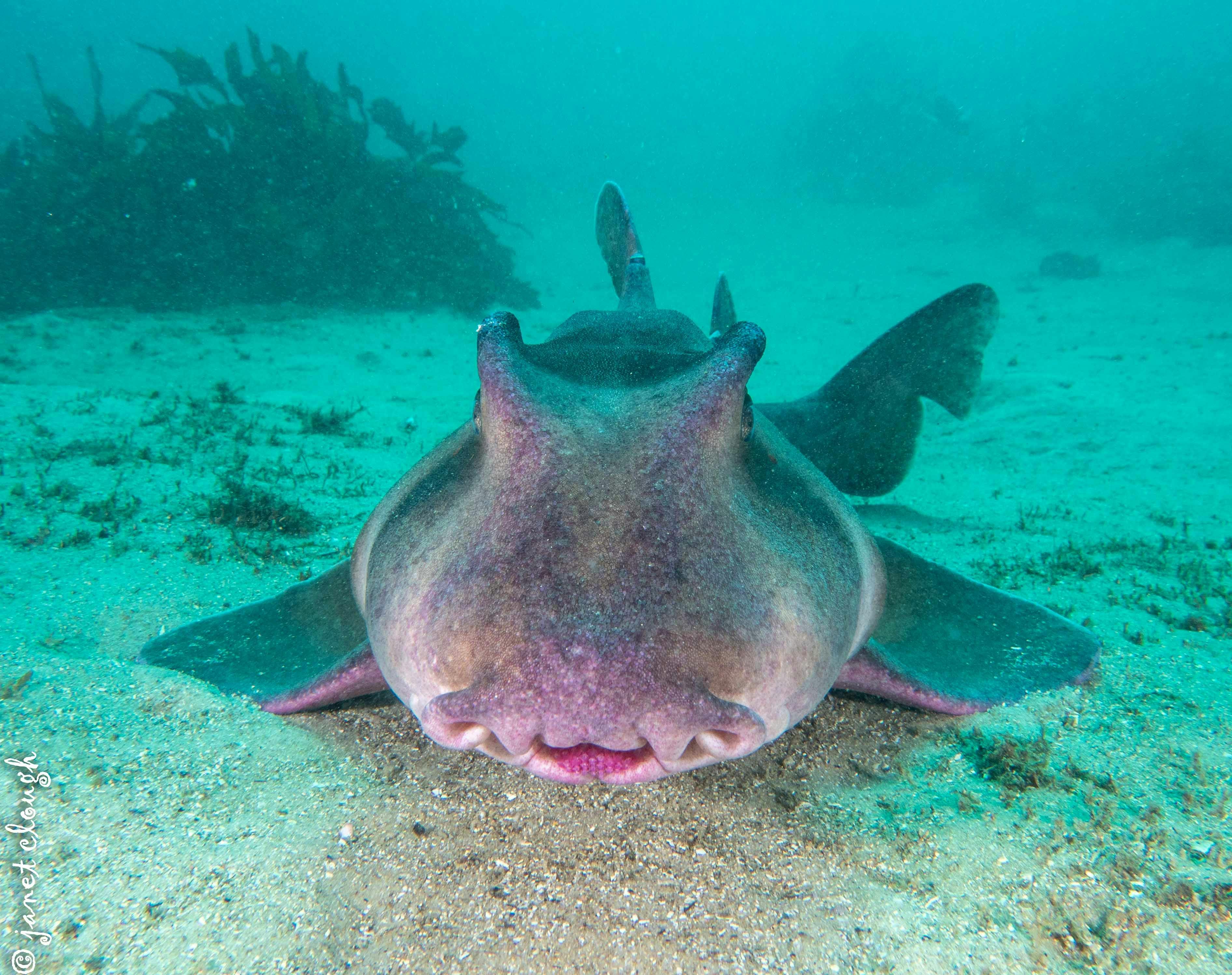 캐비지 트리 베이의 해양 생물