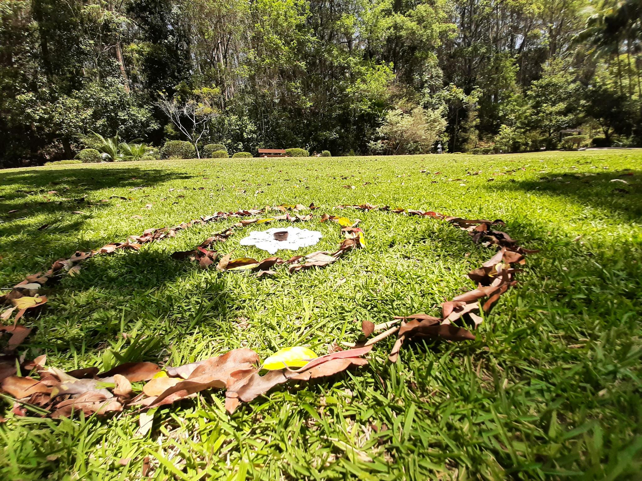 Circles of leaves on a sunnny green lawn in the forest Circles of leaves on a sunnny green lawn in the forest
