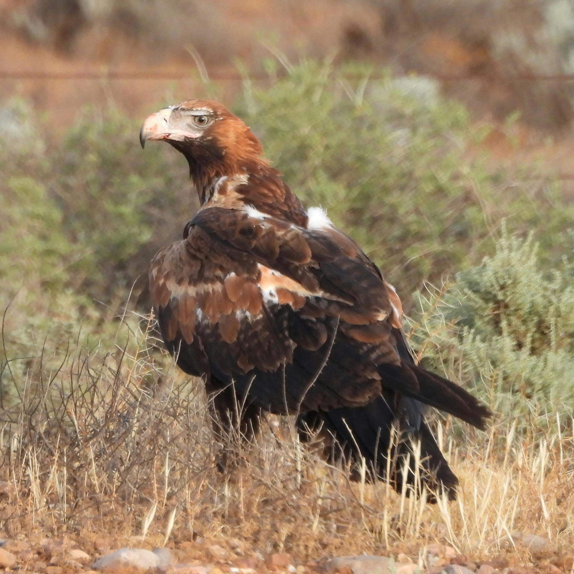 Birds and Gorges - day tour for the bird lovers!