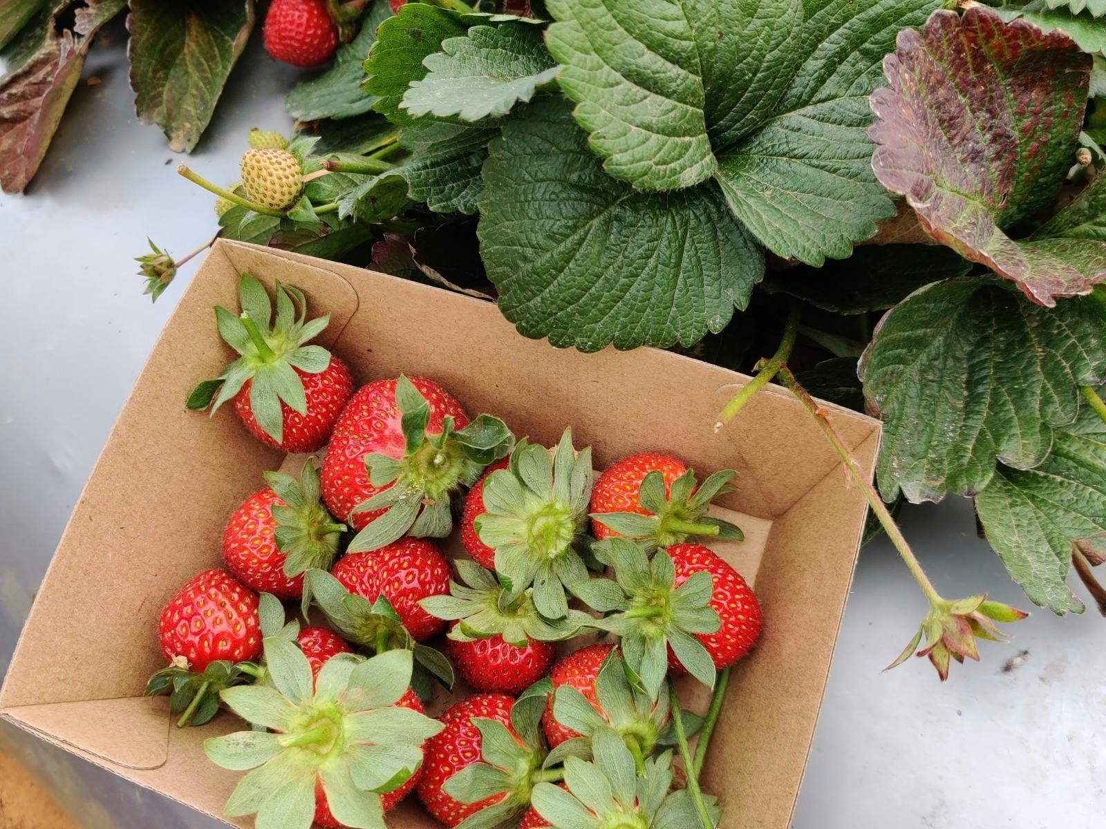 strawberry picking brisbane