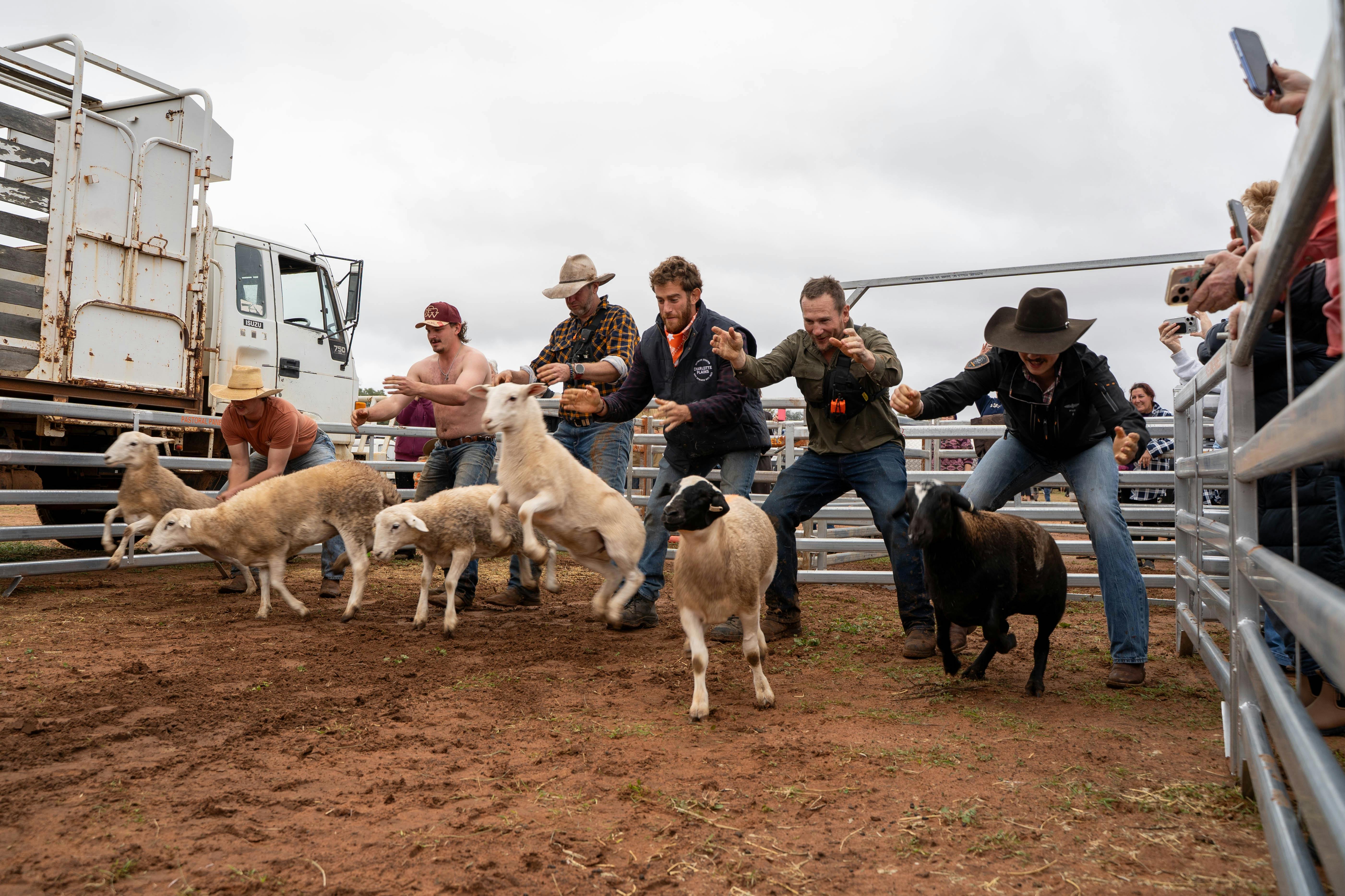 Sheep Races at Stars of Charlotte Plains, Outback Queensland