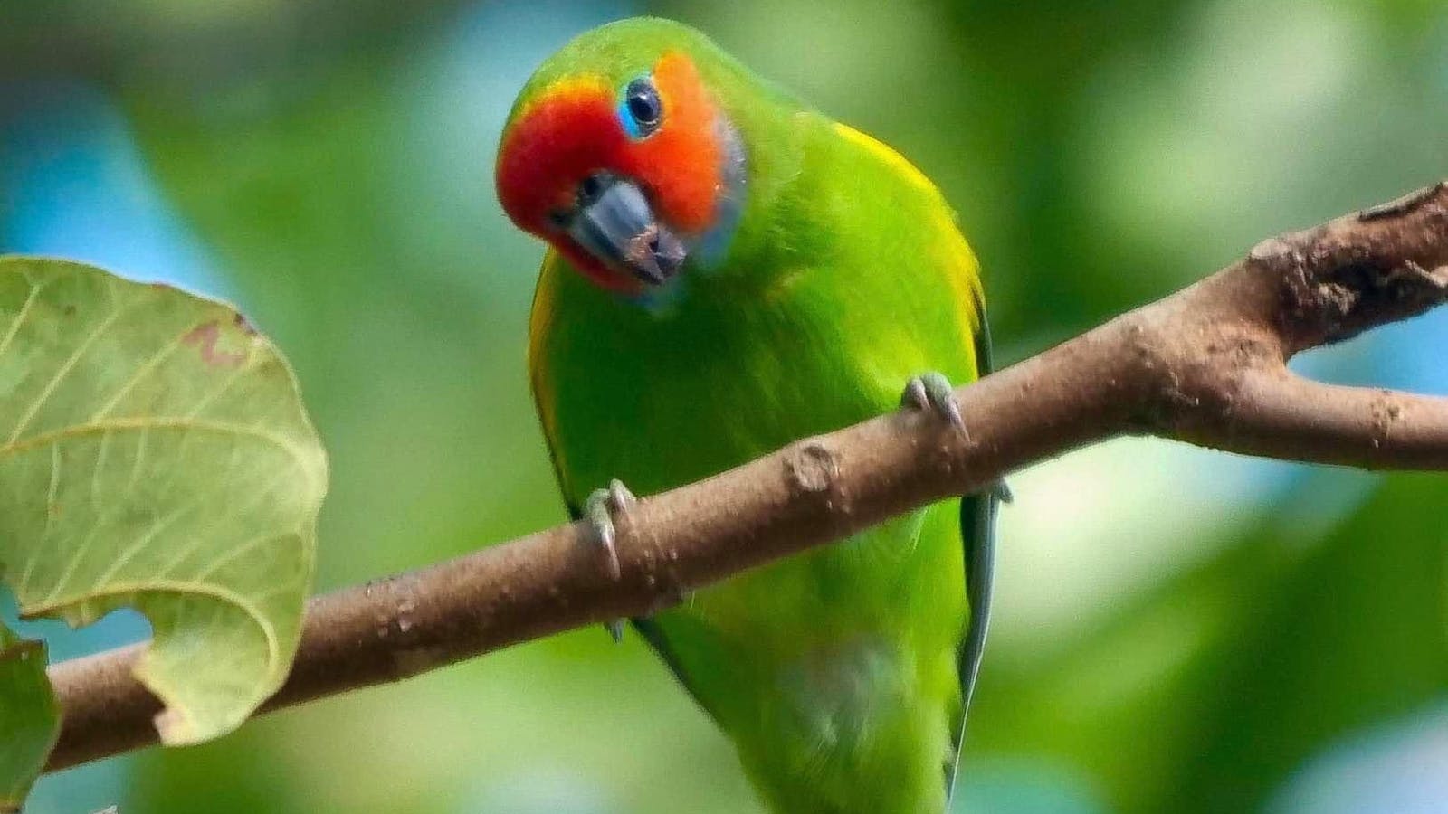 fig parrot fig parrot