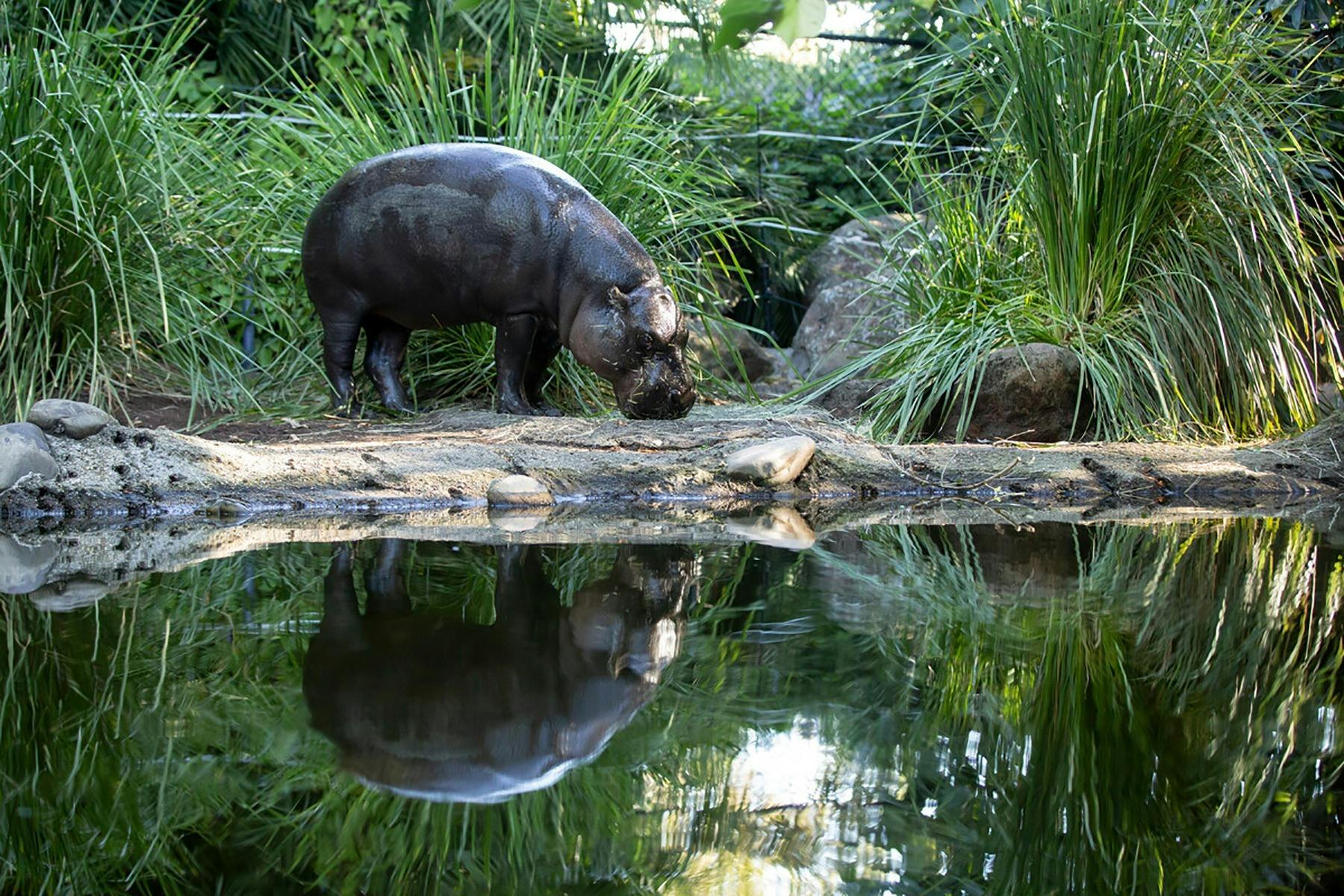 a hippo standing by riverside