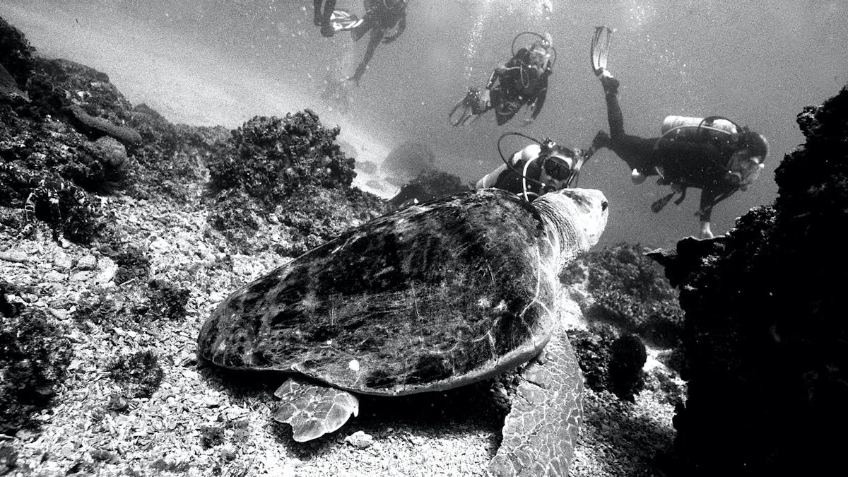 Loggerhead turtle
